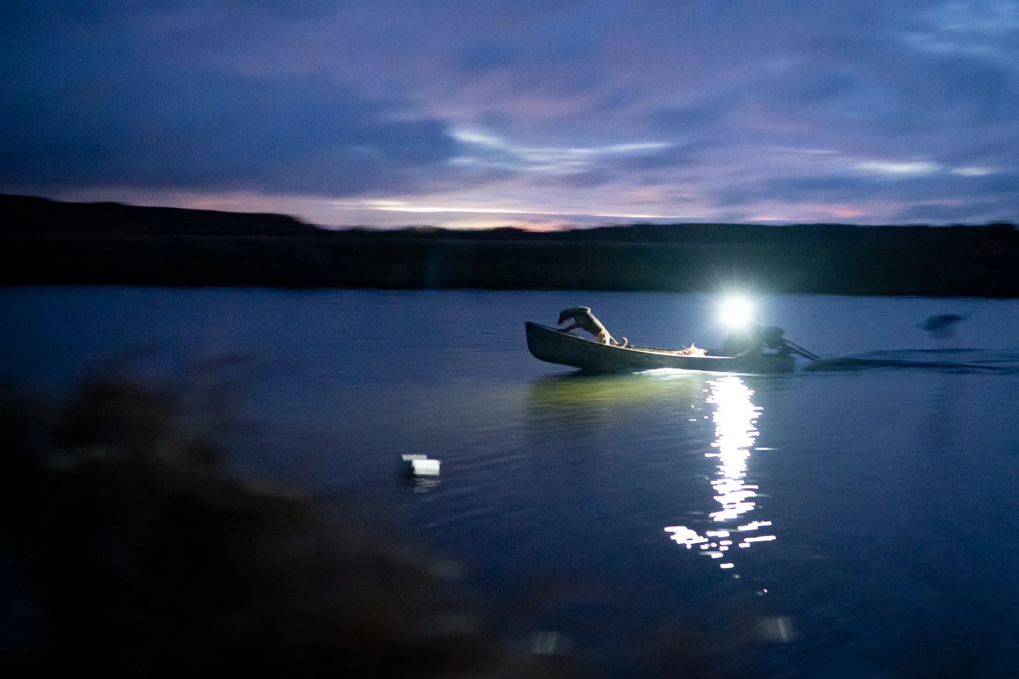 A retriever rides in a boat crossing marsh water before sunrise during duck hunting season in Ontario