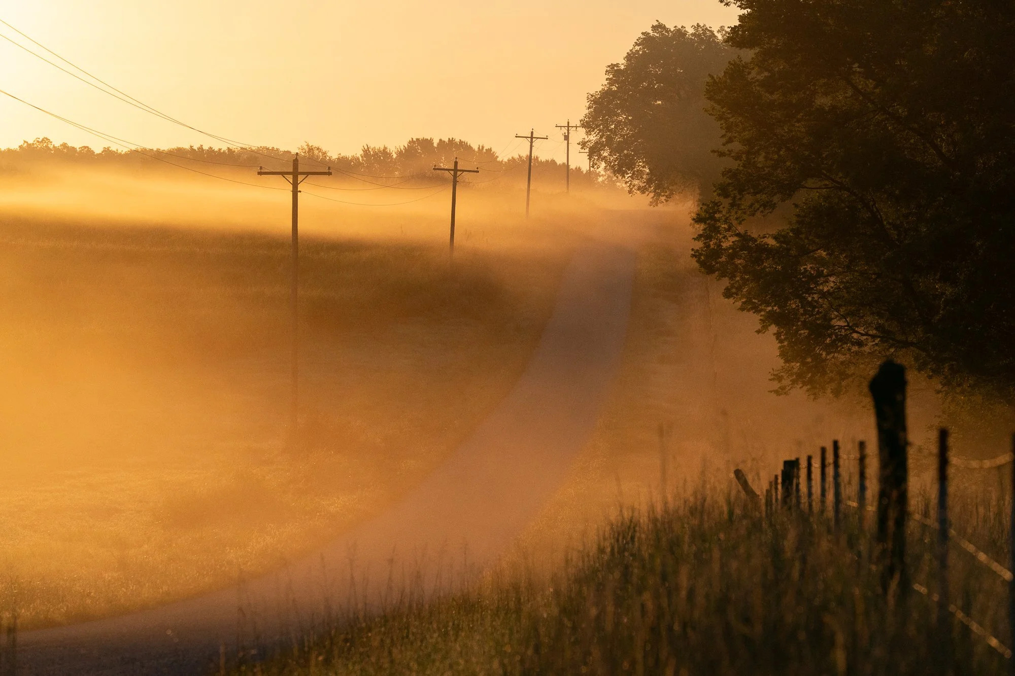 Narrow road with trees and utility poles beside it, running past grass fields partly hidden by morning fog.