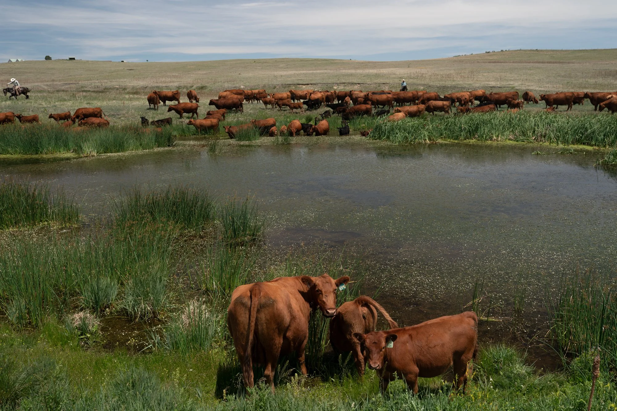 Cattle gather around a stock pond while cowboys on horseback watch from opposite sides of the pasture