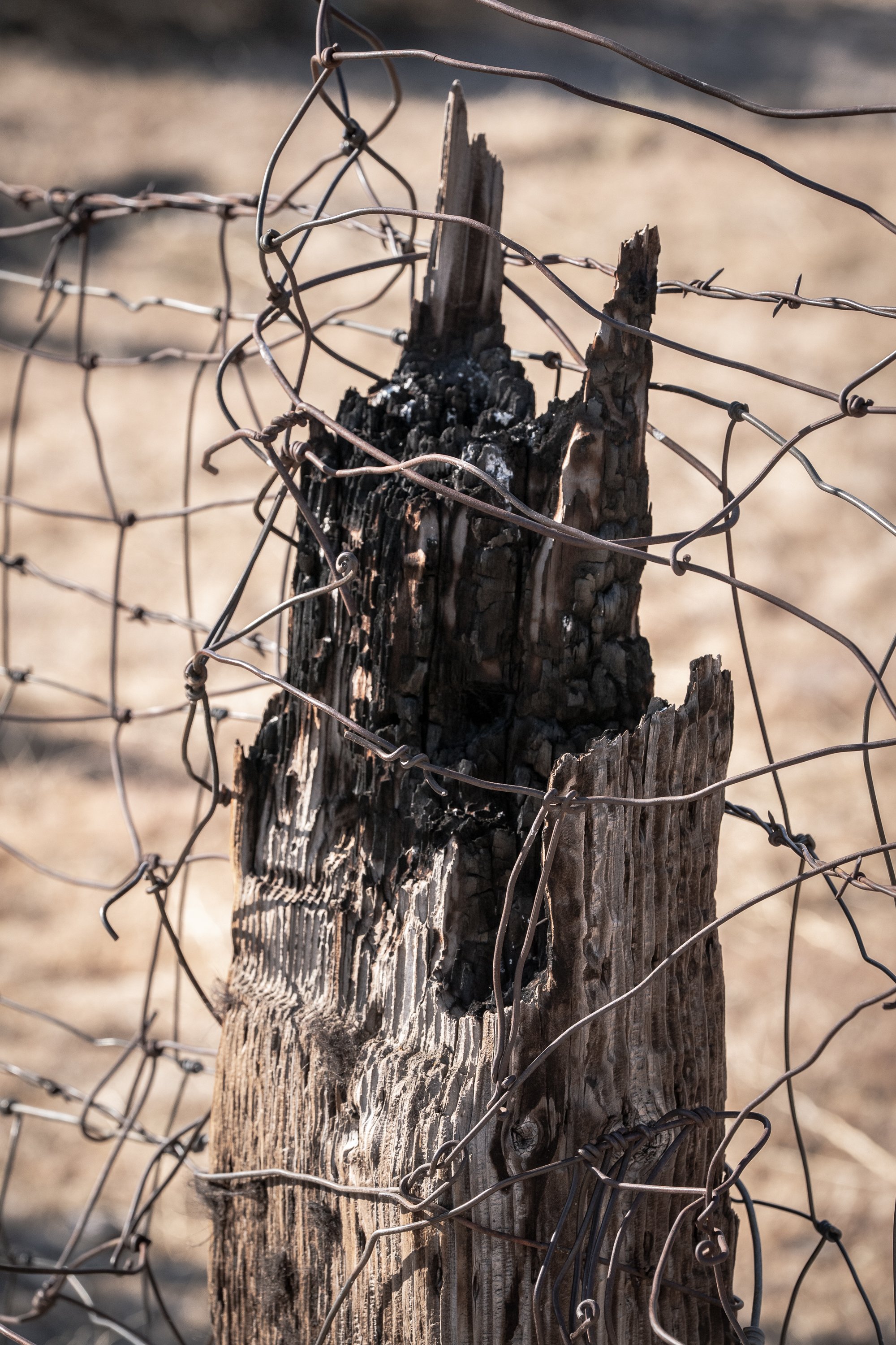 Close-up of a charred, splintered wooden fence post wrapped in tangled barbed wire against a dry, sunlit ranch landscape.