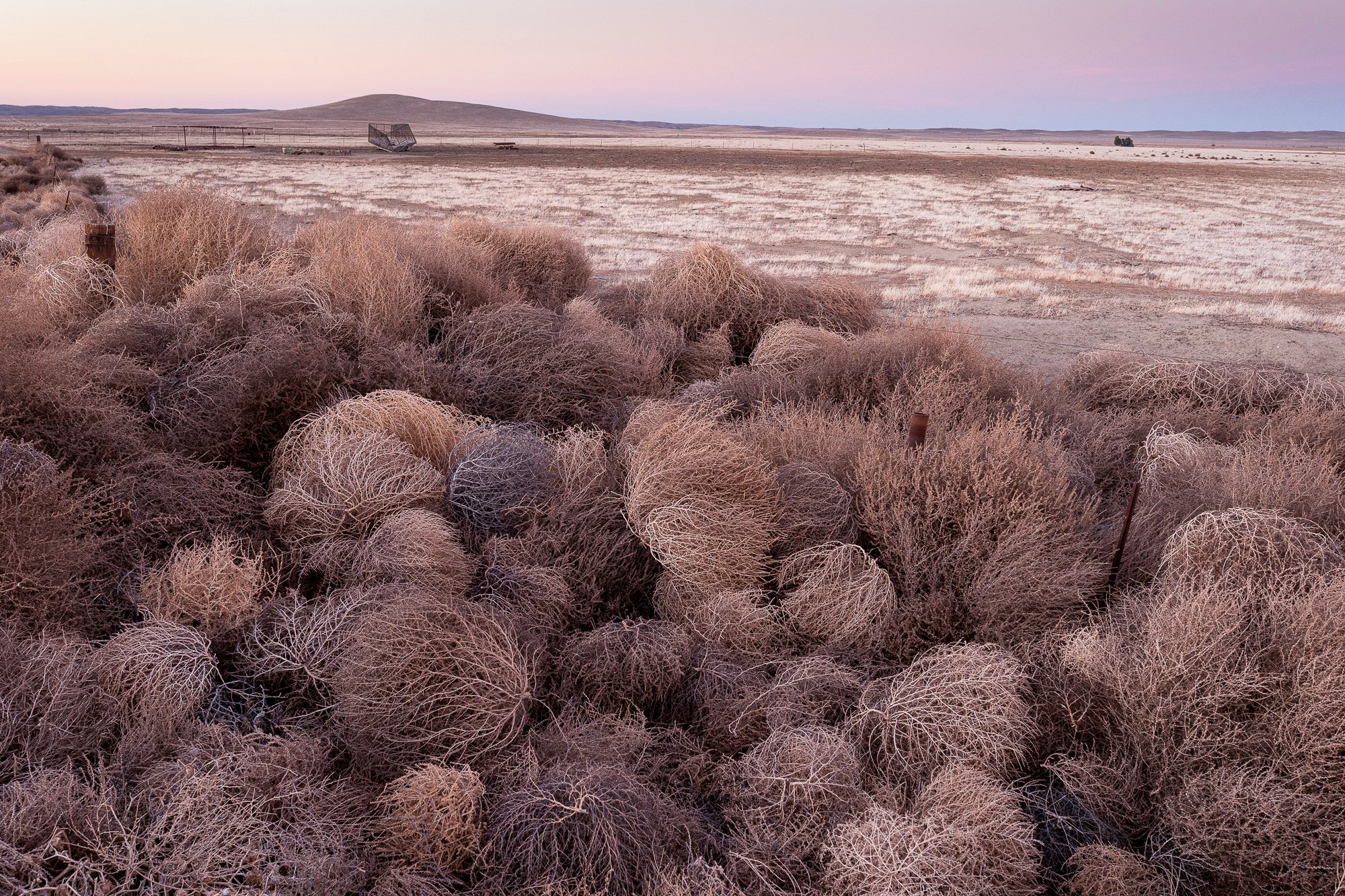 Tumbleweeds gathered along fence line in Nevada desert at sunset with soft pastel sky