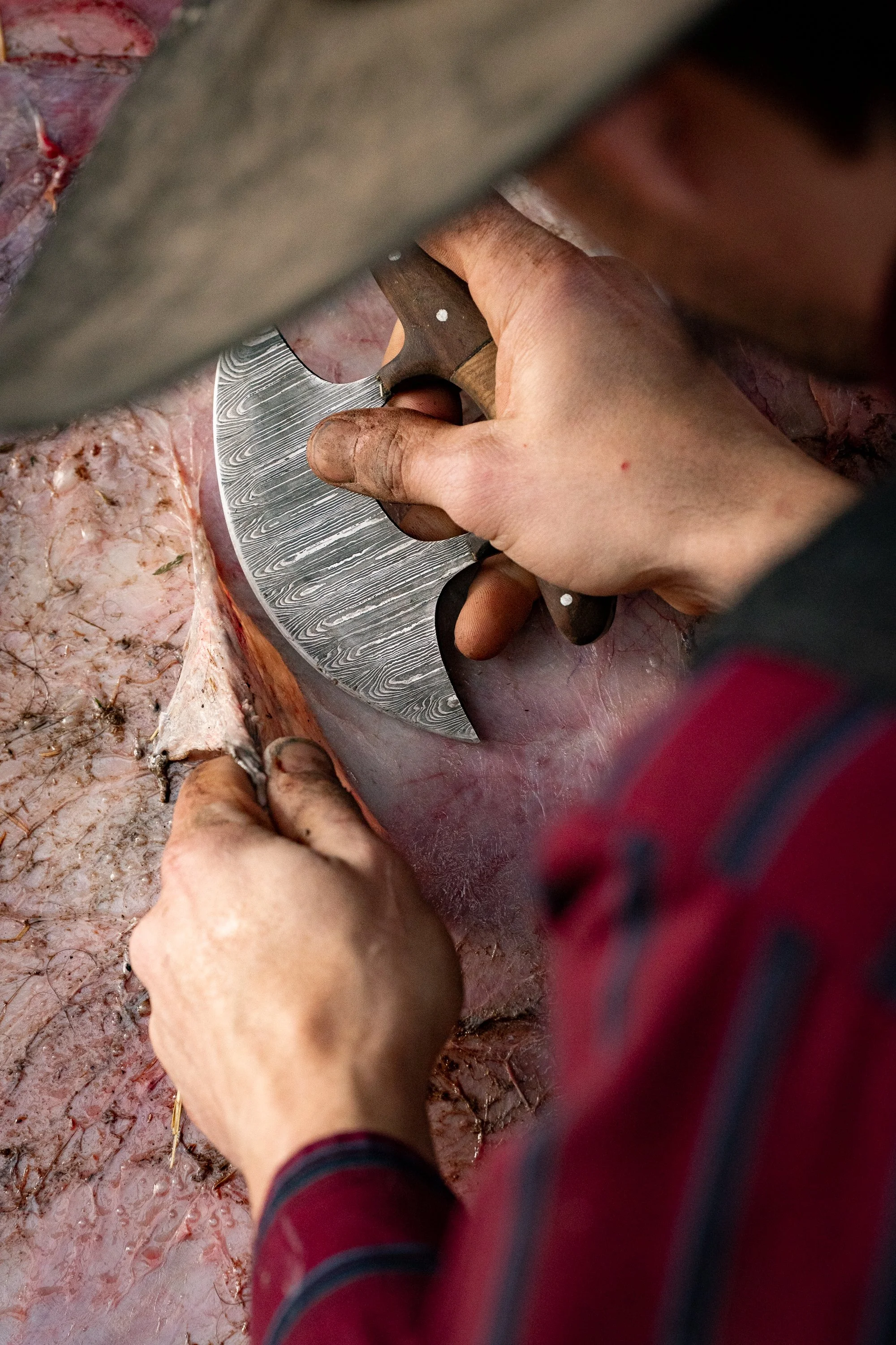 Dakota May using a traditional knife to remove flesh from a rawhide hide during the preparation process