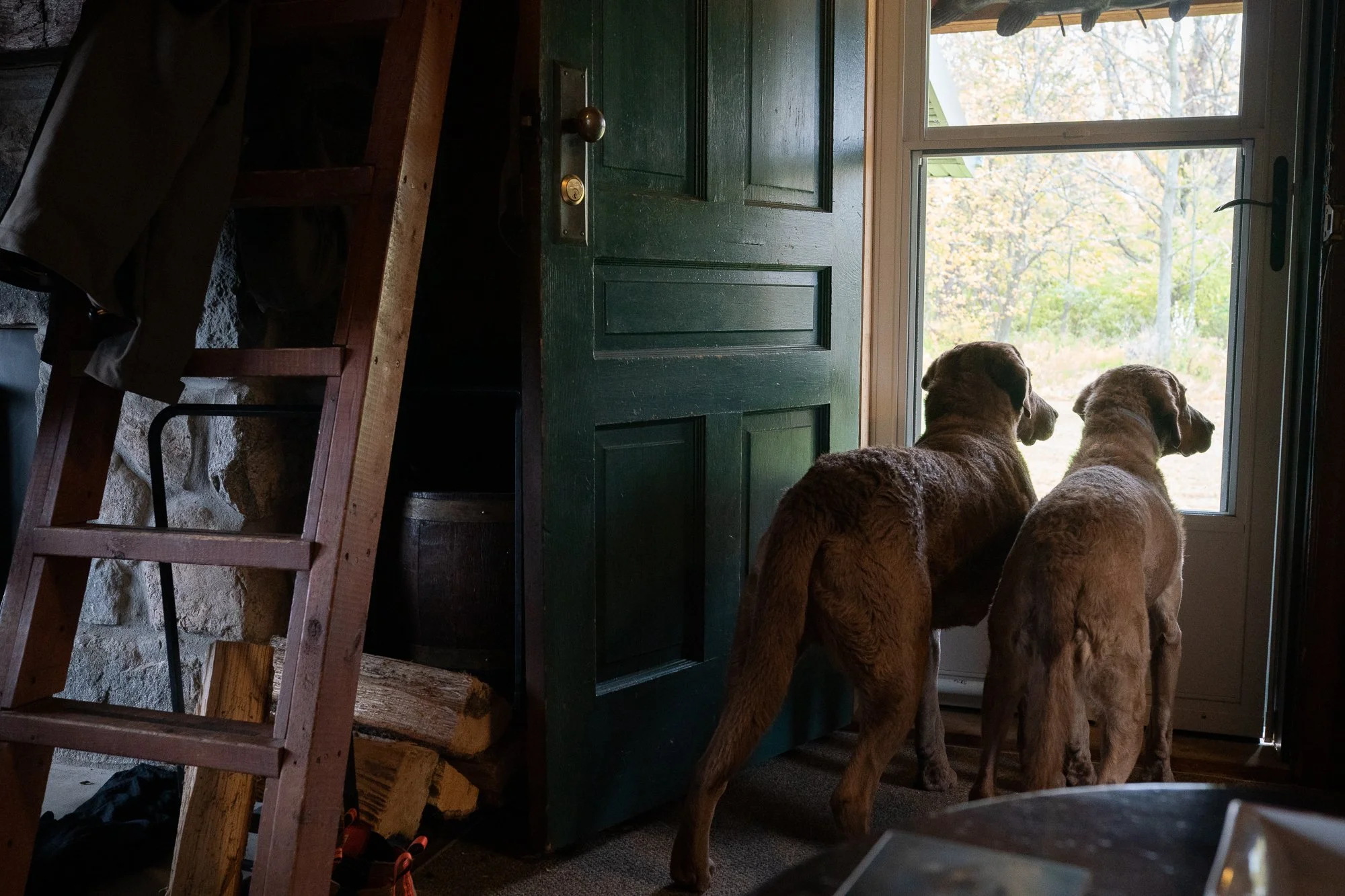 Two duck hunting retrievers stand by a lodge doorway watching outside during hunting season in Ontario