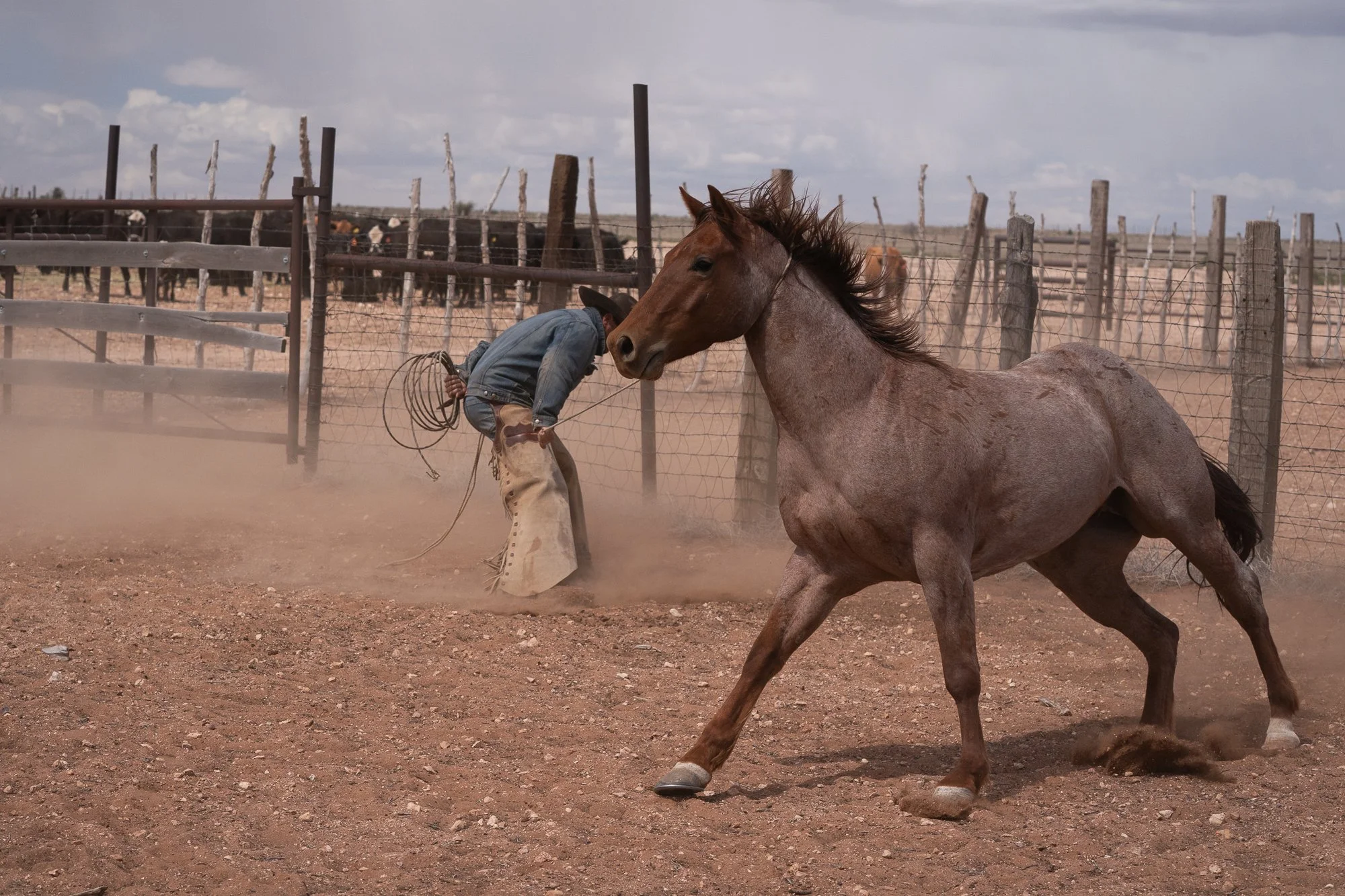 Horse running through dust near a cowboy at the Diamond A Ranch in Arizona