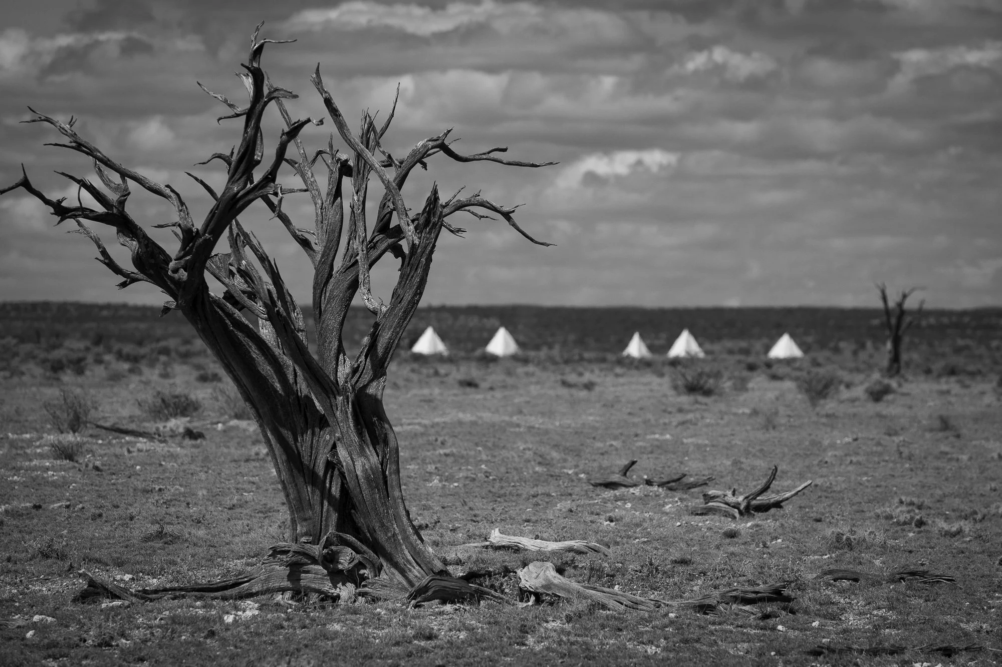 Dead tree and distant canvas tents on the Diamond A Ranch landscape in Arizona