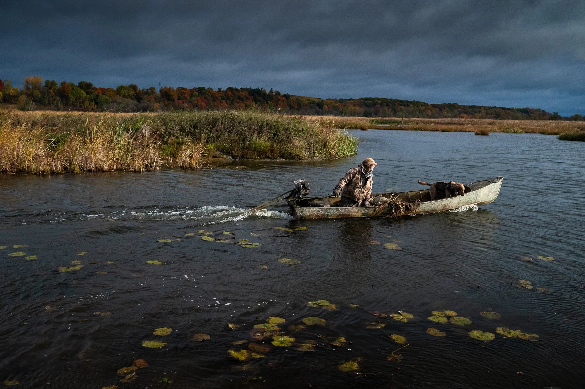 A duck hunter and retriever travel by boat through marsh water during hunting season in Ontario