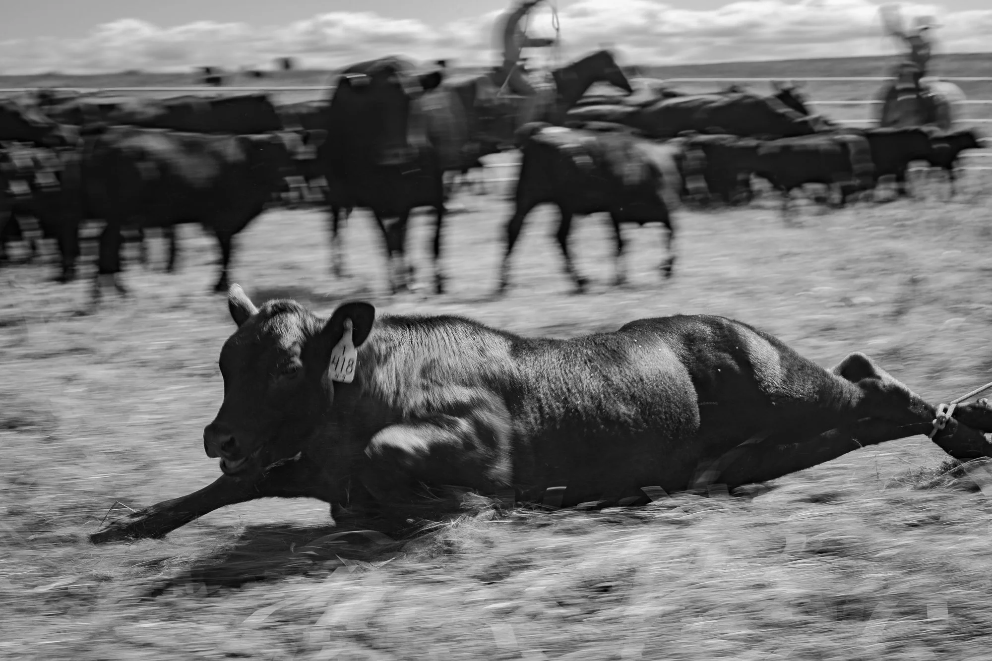 A calf being dragged to the branding fire  at the Haythorn Ranch