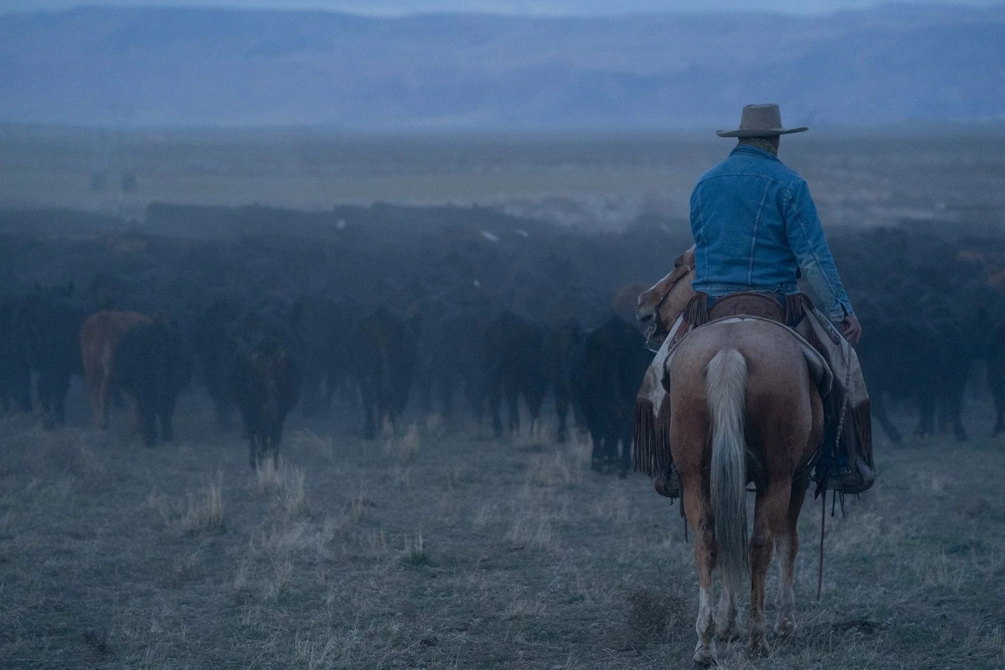 Buckaroo riding horseback into cattle herd in morning haze at TS Ranch