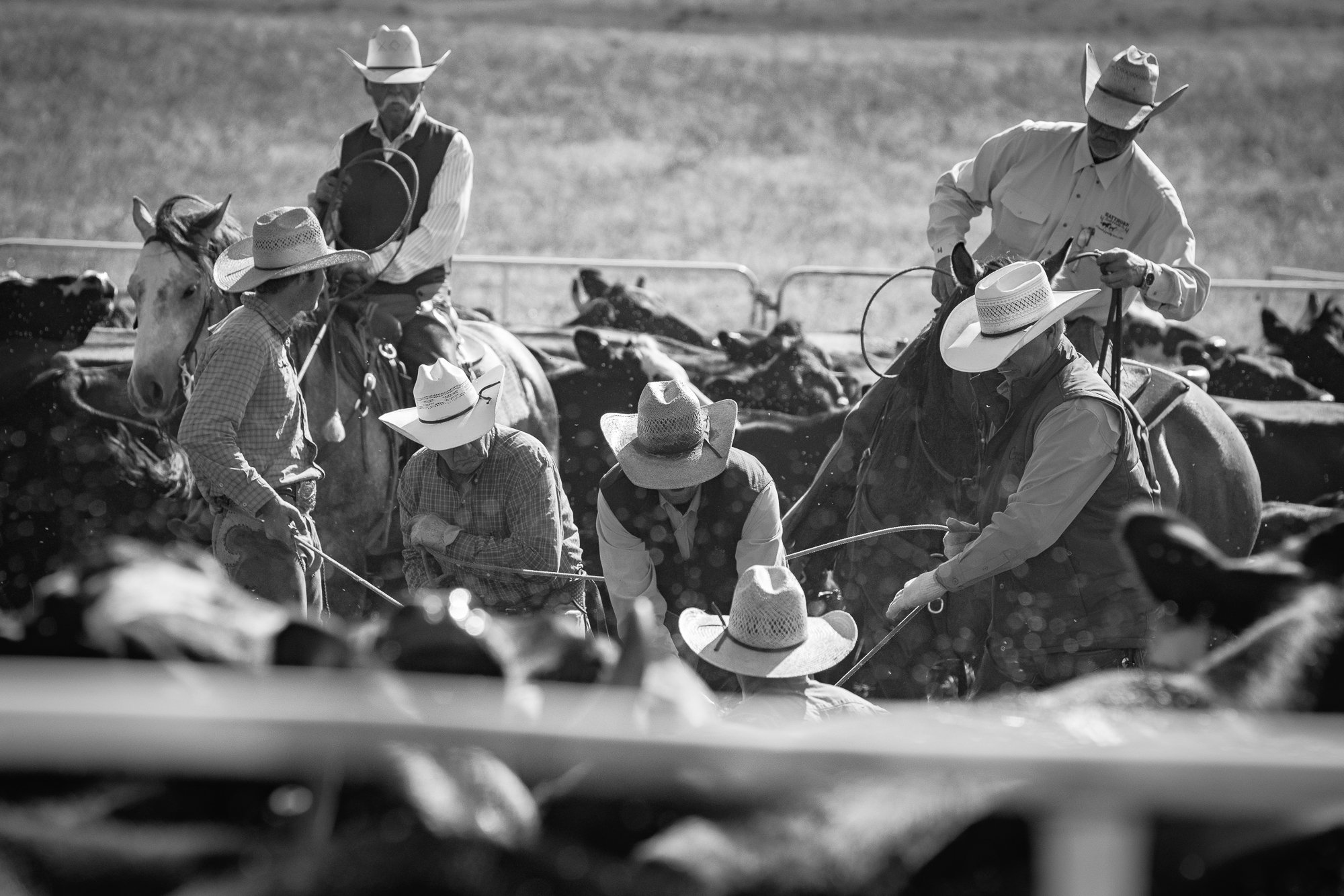 Cowboys on horseback roping calves during a branding gathering at Haythorn Ranch in Nebraska.