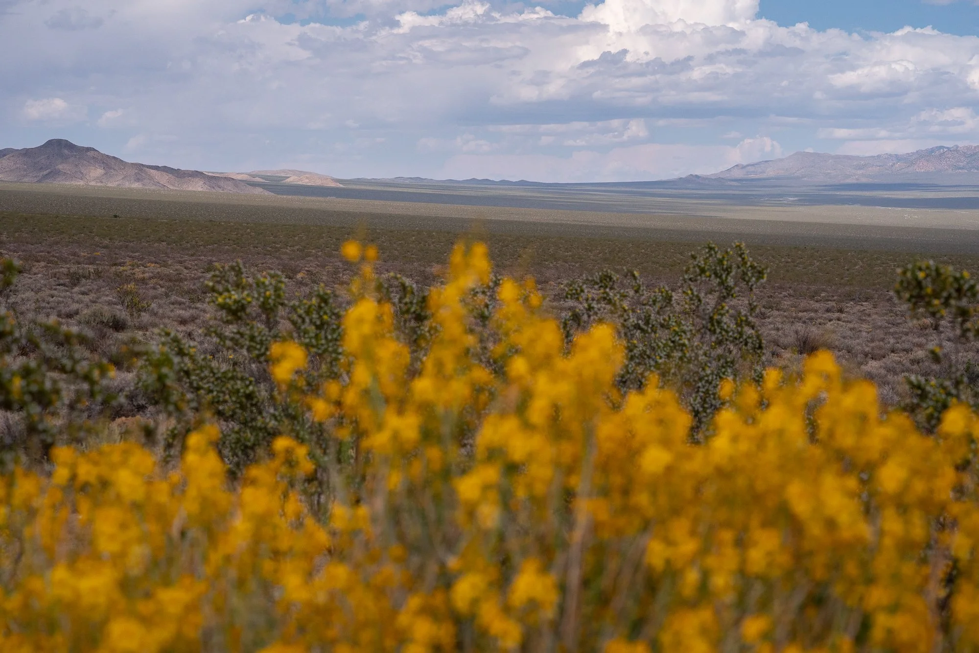 Yellow desert wildflowers with open California landscape and distant mountains