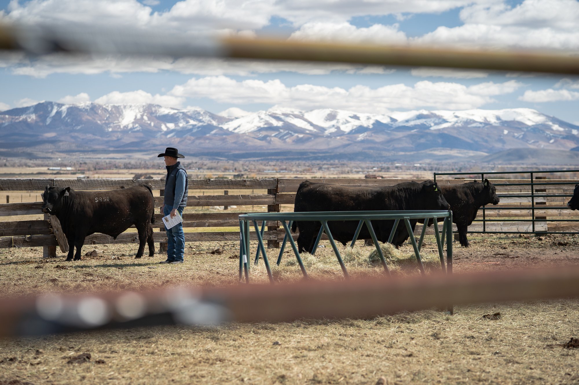 Rancher standing near black bulls in outdoor pens at a Nevada bull sale