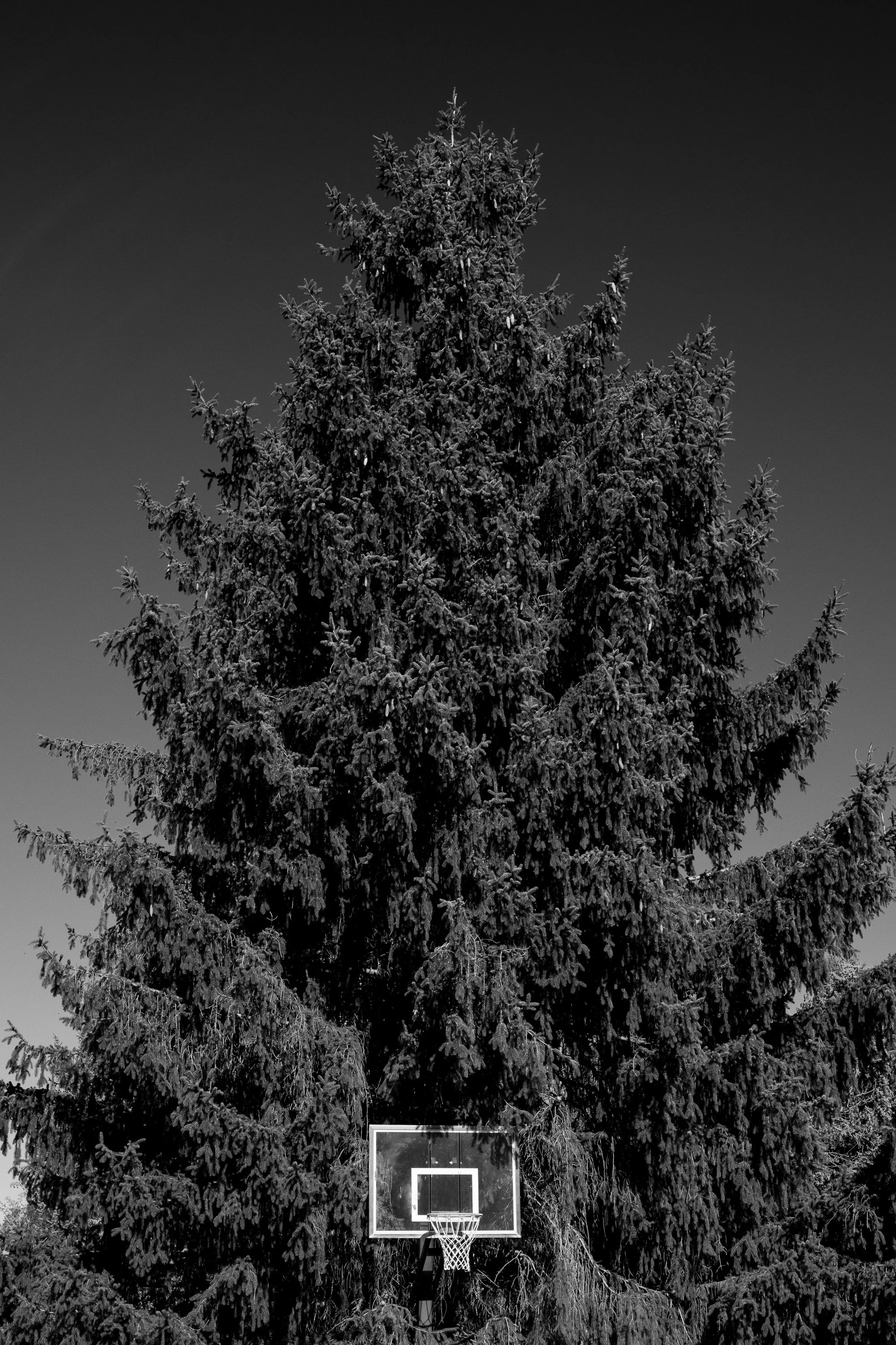 Basketball hoop standing in front of a large evergreen tree