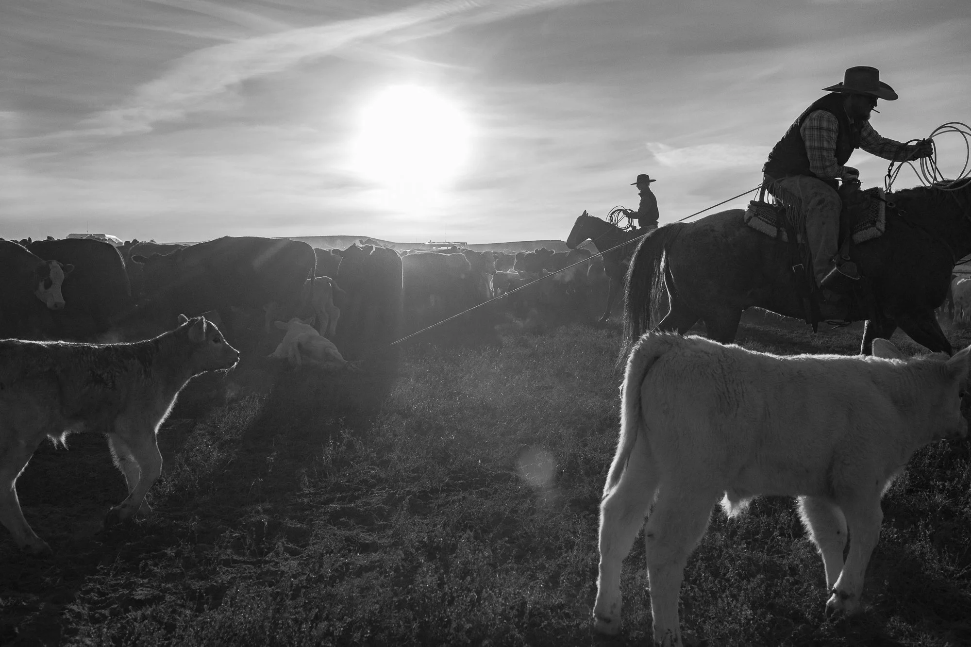 Cowboys on horseback work among cattle and calves in black and white during ranch work at the ZX Ranch