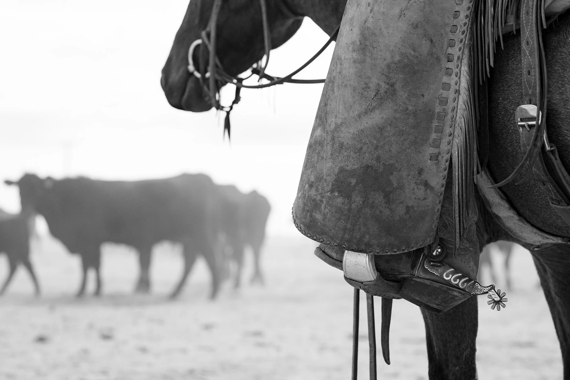 Black and white Western photograph of saddle leather, stirrup, horse, and cattle on a working ranch