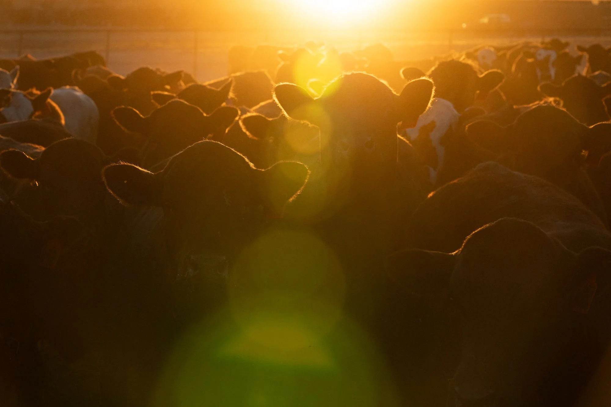 Cattle stand together in a pen at sunrise at Magnum Feedyard in Colorado