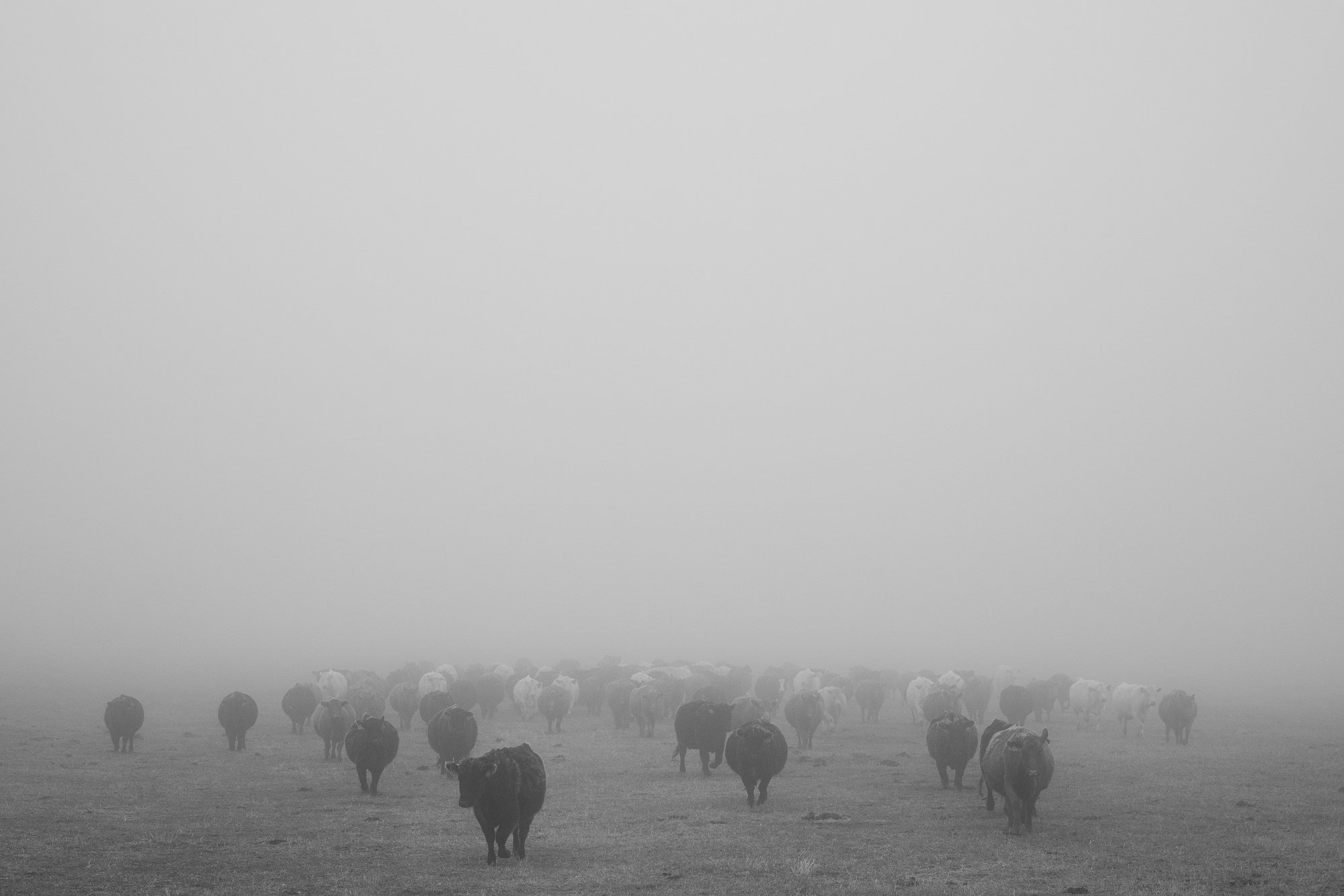Cattle herd standing in fog on a Colorado cattle ranch pasture photographed as western ranch lifestyle imagery.