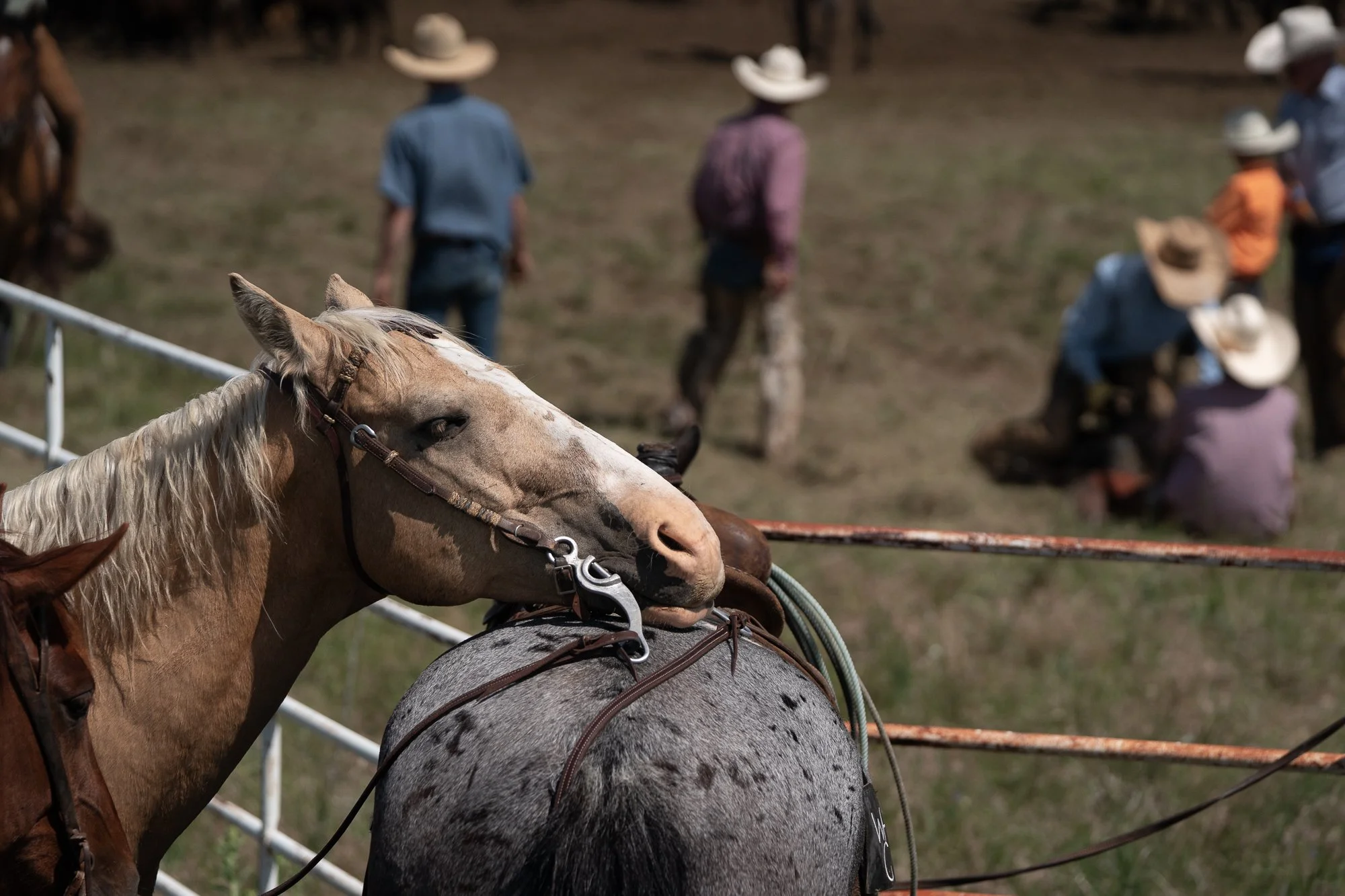 Saddled ranch horse standing beside the corral while cowboys work cattle during branding at Haythorn Ranch in Nebraska.