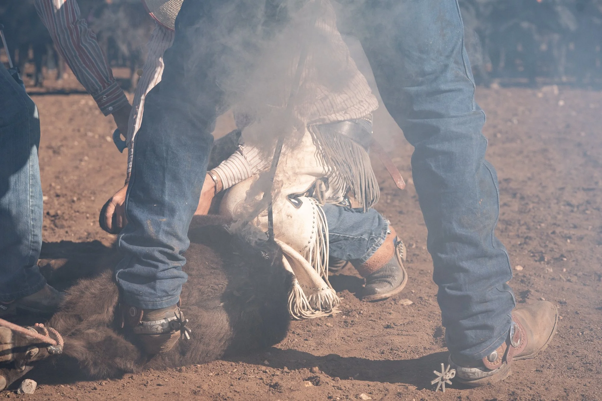 Cowboys restraining calf during branding with smoke and dust in close action view