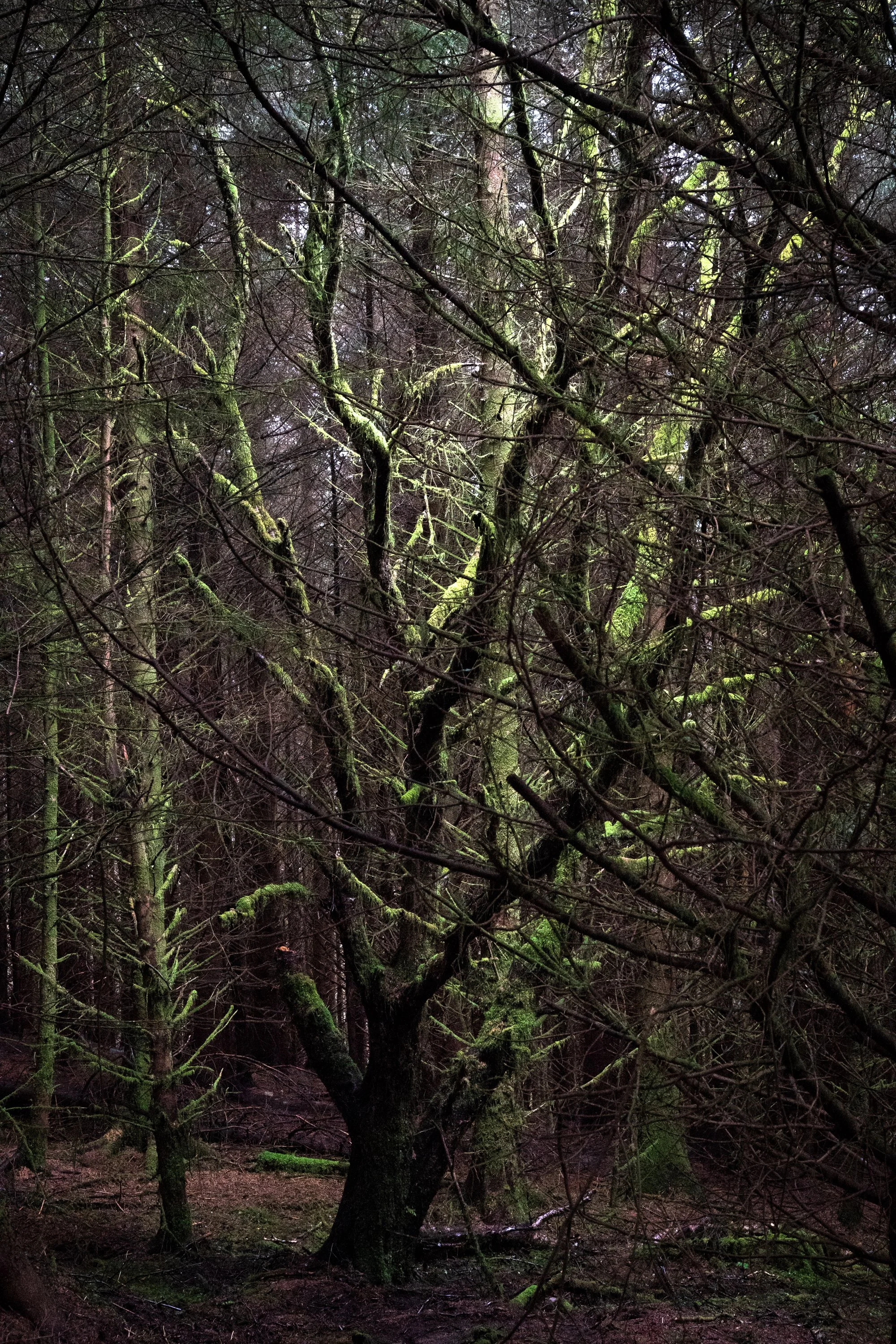 Moss-covered trees in a dense Highland forest, fine art Scottish landscape photography print.