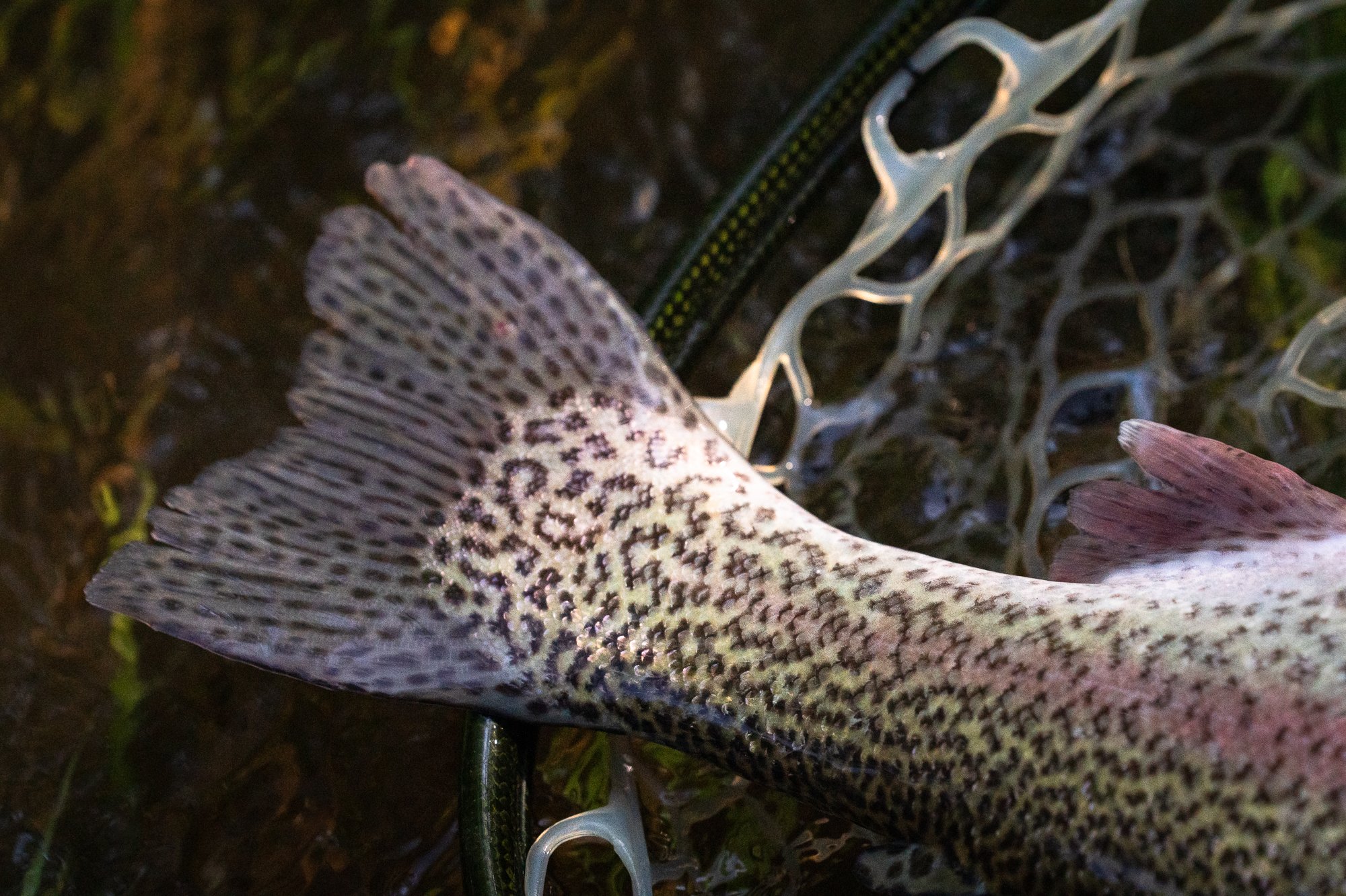 Close-up of a netted fish resting in a fly fishing landing net near the river