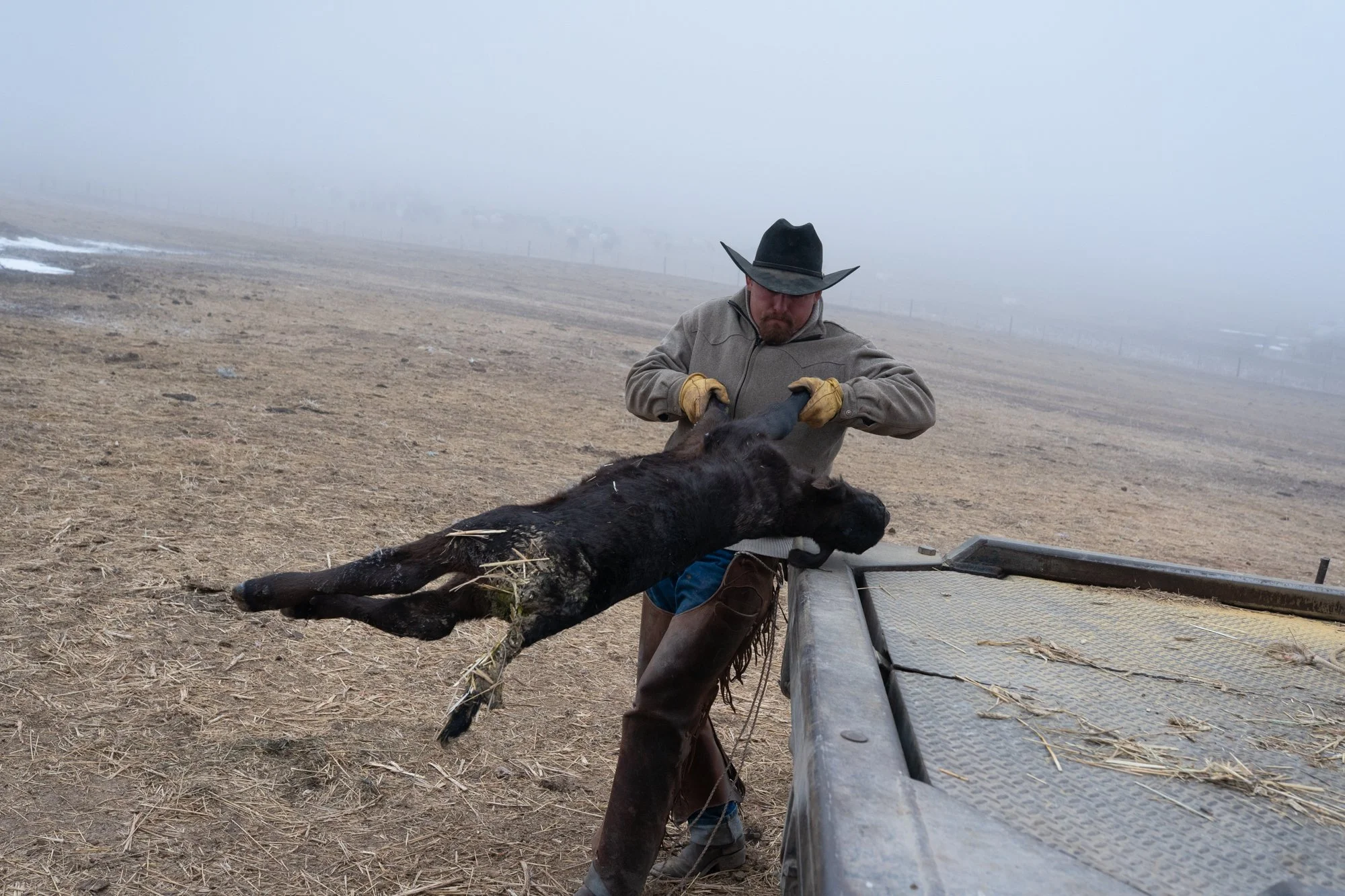 A cowboy loads a newborn calf into the back of a ranch truck during calving season