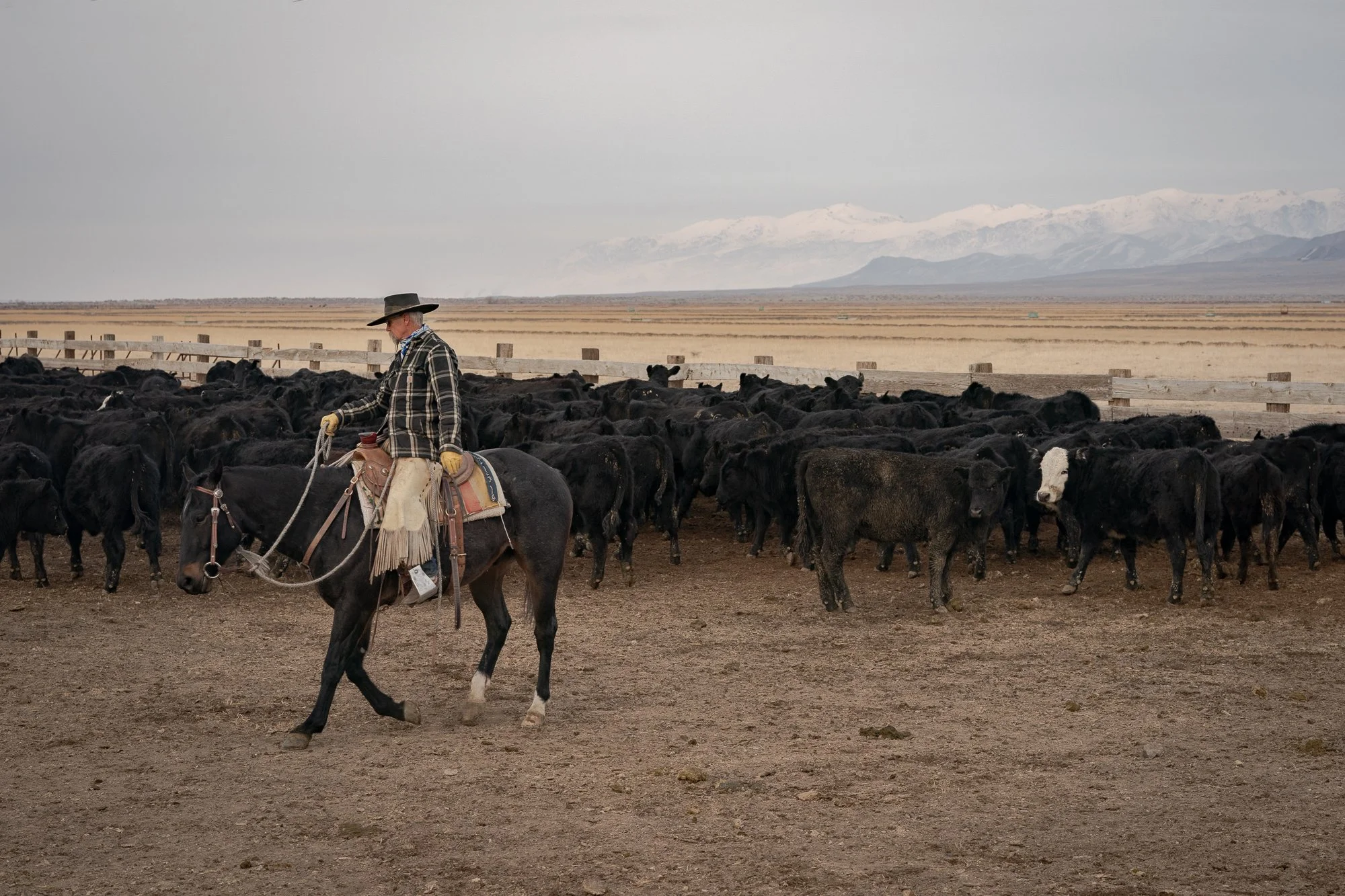 Cpunch Ranch C-Punch Ranch Nevada Photos – Working Cowboys of the Great Basin — Rob ...