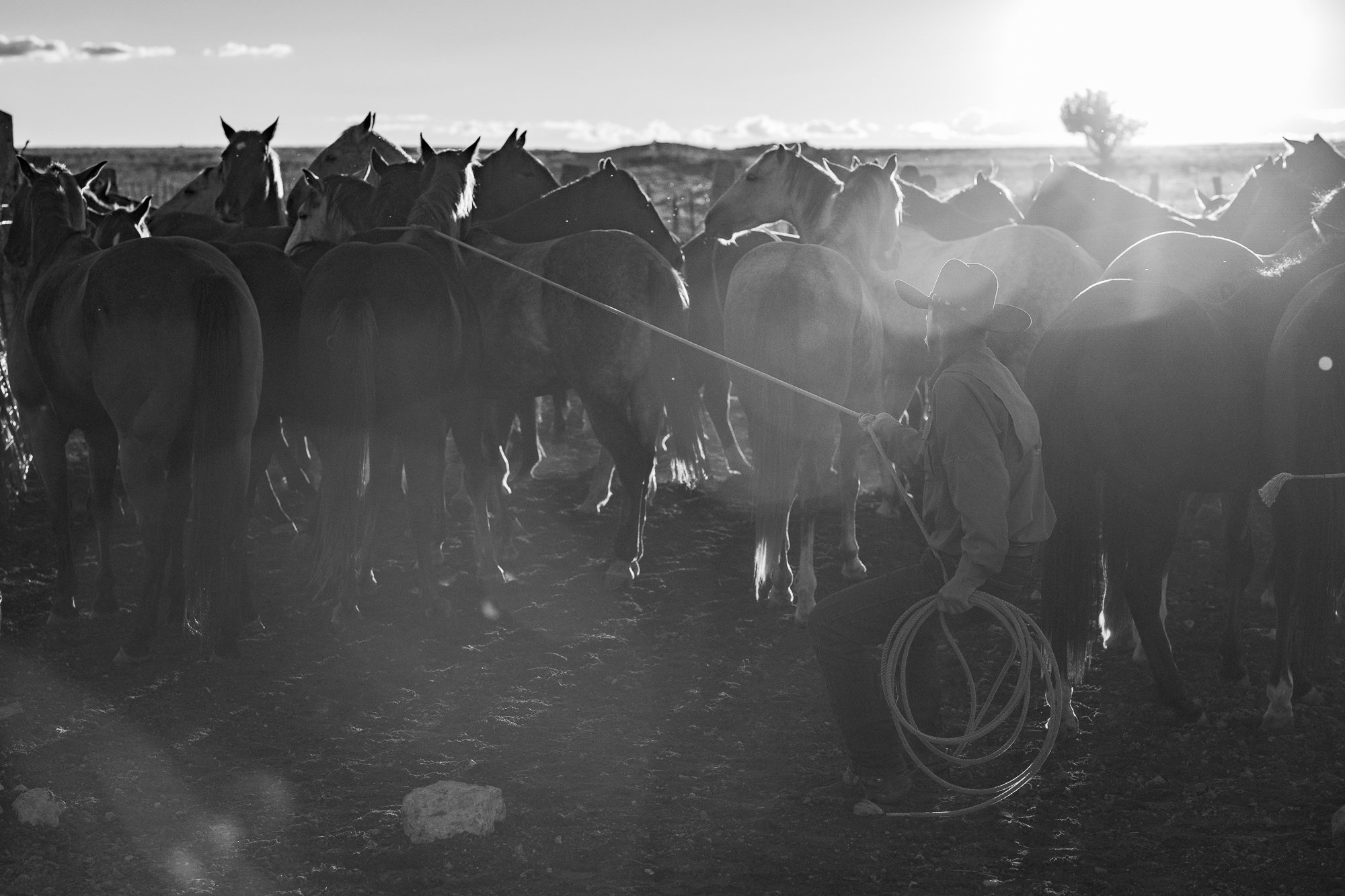 Cowboy gathering horses in dust and backlight on a working cattle ranch