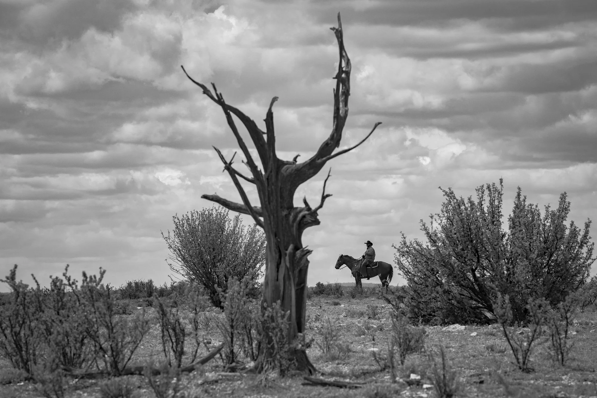Cowboy on horseback moving through brush on the Diamond A Ranch in Arizona