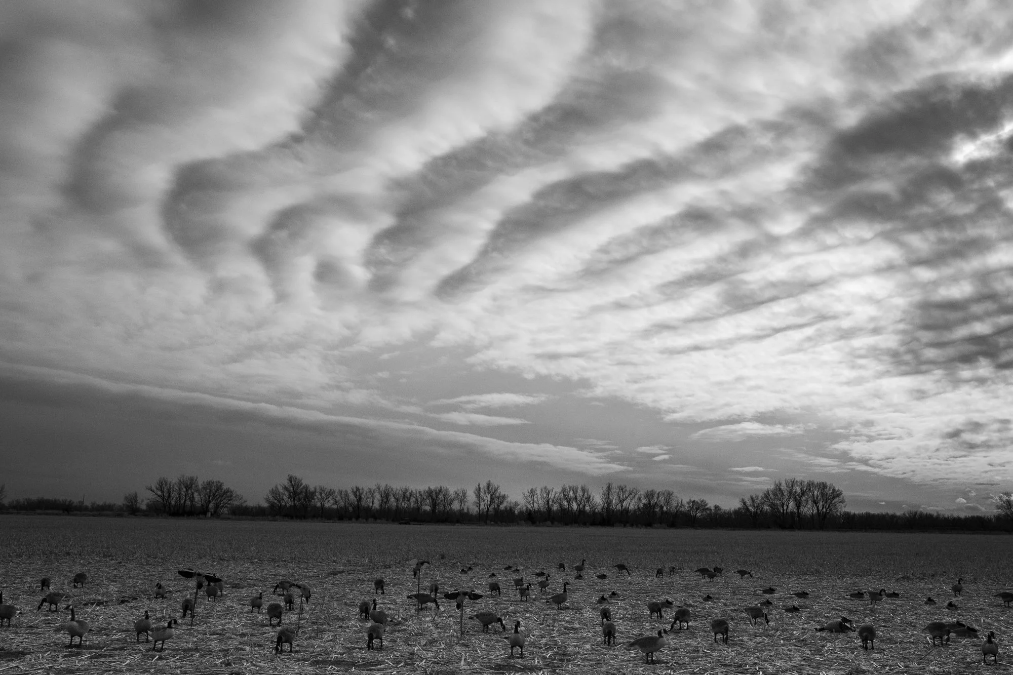 Birds fly overhead above a duck blind at first light in the Nebraska marsh.