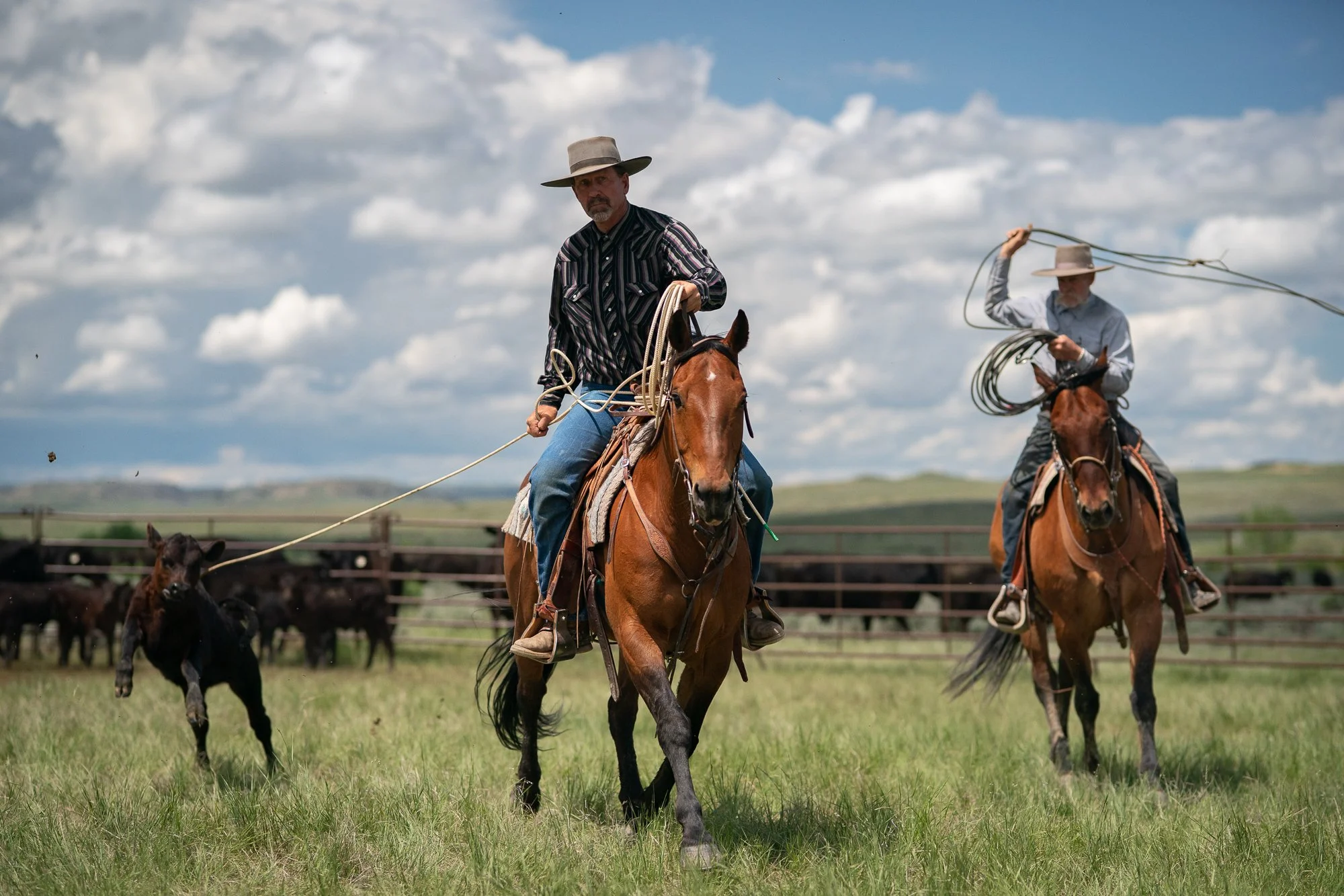 Cowboys on horseback roping cattle in grassy pasture under bright sky