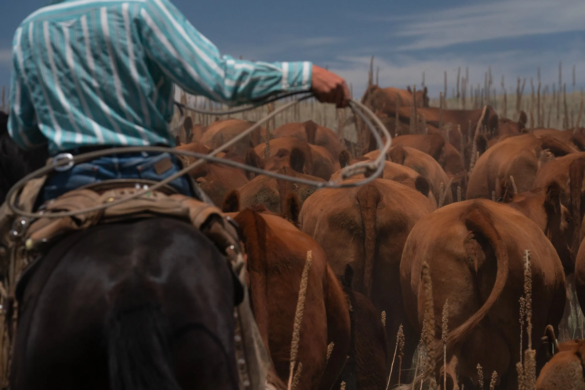A cowboy swings a rope from horseback while moving cattle through pasture at Silver Spur Ranch