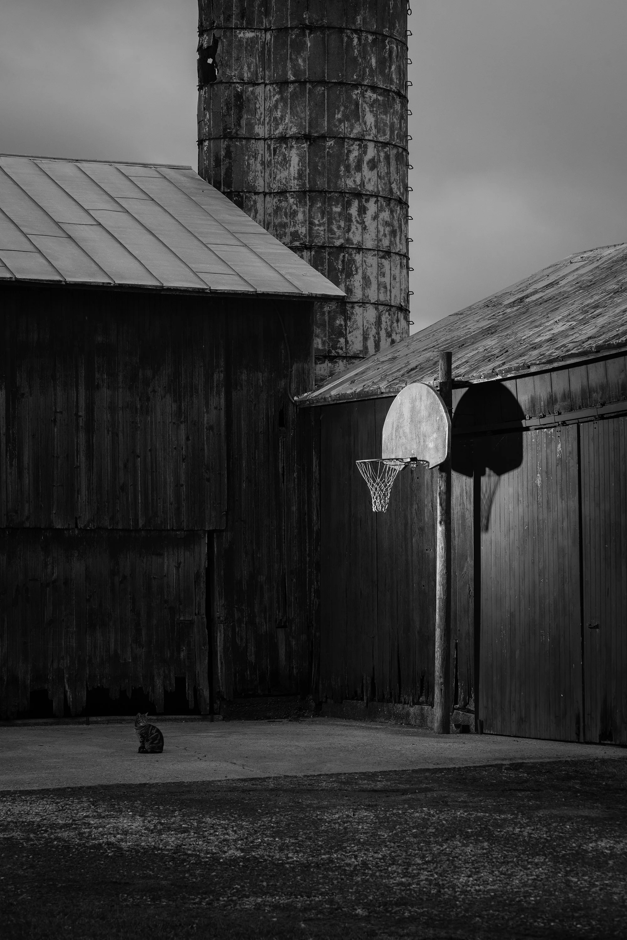 Weathered basketball hoop beside a barn and silo, with a cat sitting on the concrete below.