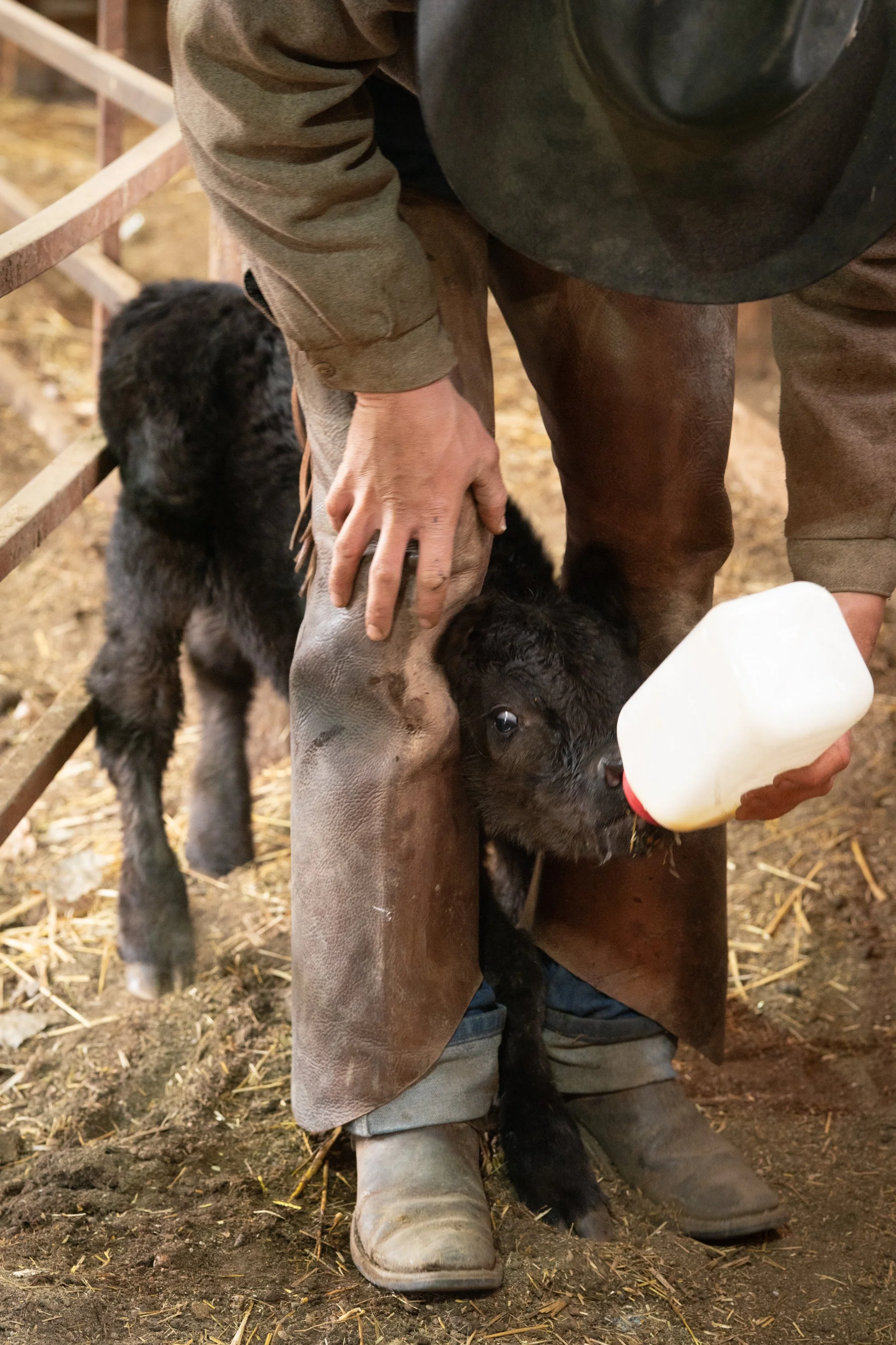 A cowboy bottle-feeds a newborn calf inside the barn at Silver Spur Ranch