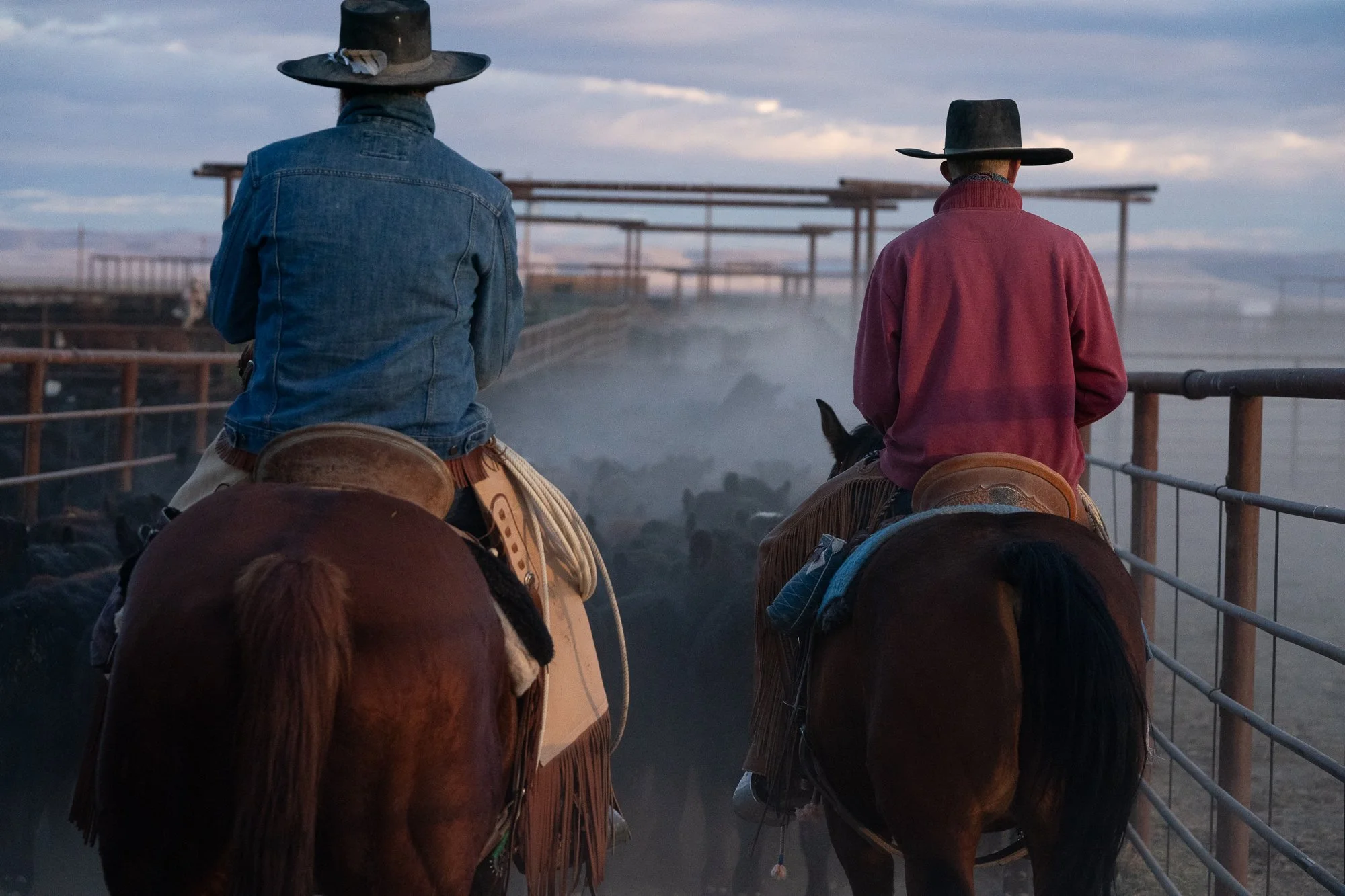 Cowboys on horseback watching cattle move through dusty ranch pens in the American West