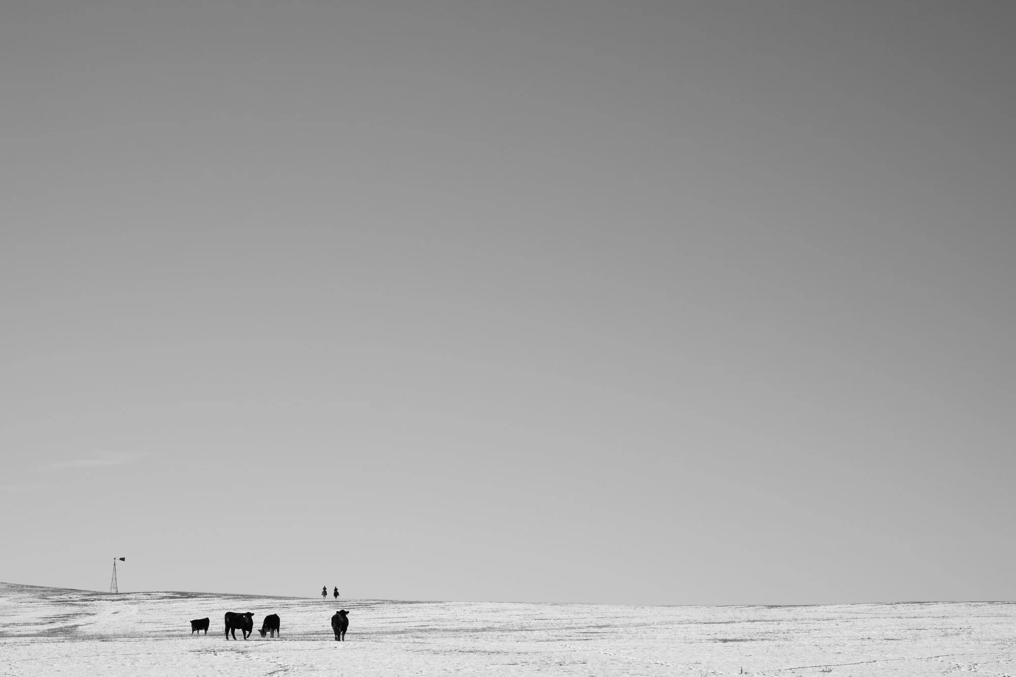 Cattle cross a snow-covered pasture while two riders appear on the horizon at Silver Spur Ranch in Colorado