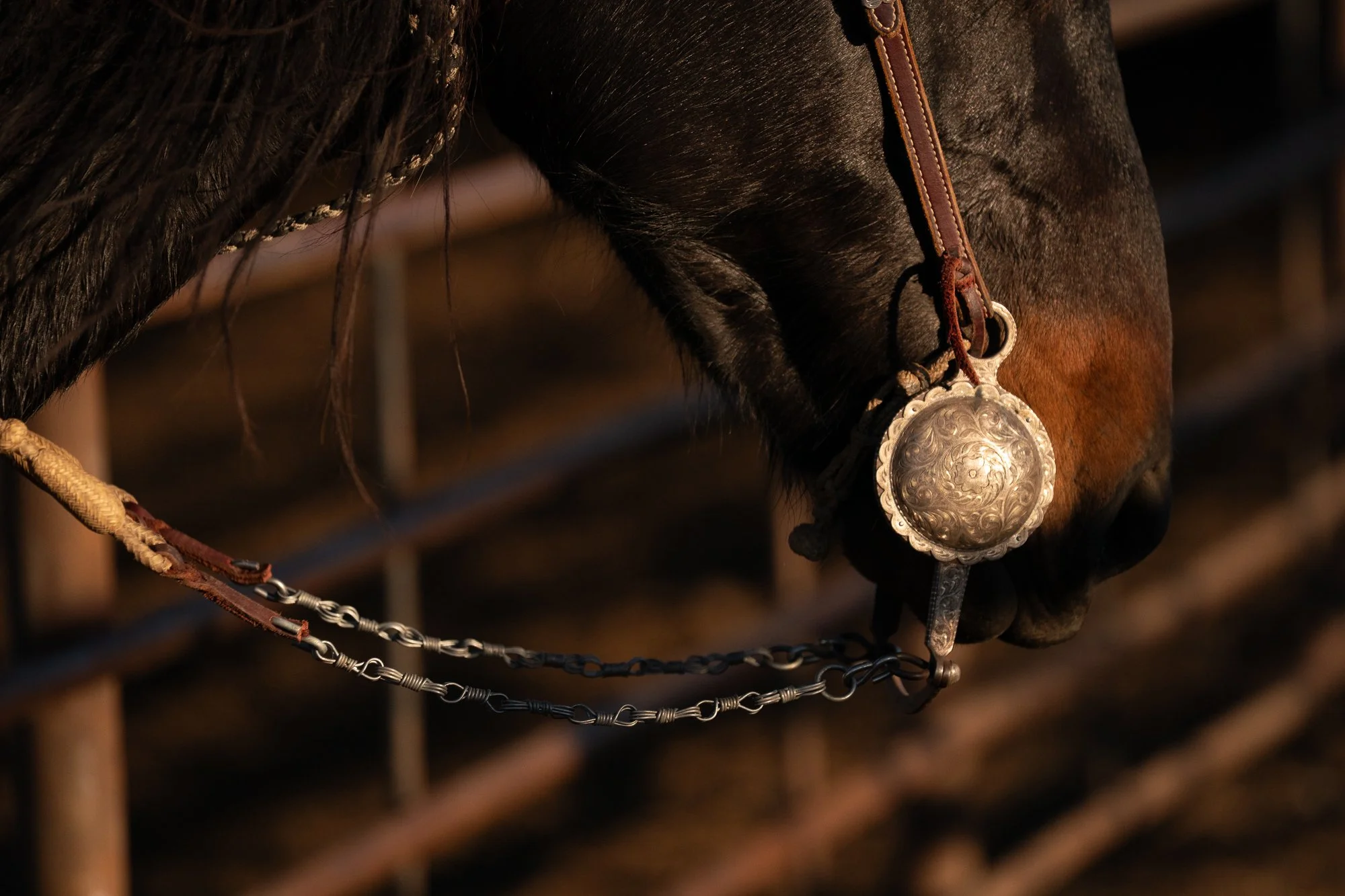 Close-up of horse bridle with silver concho detail at TS Ranch