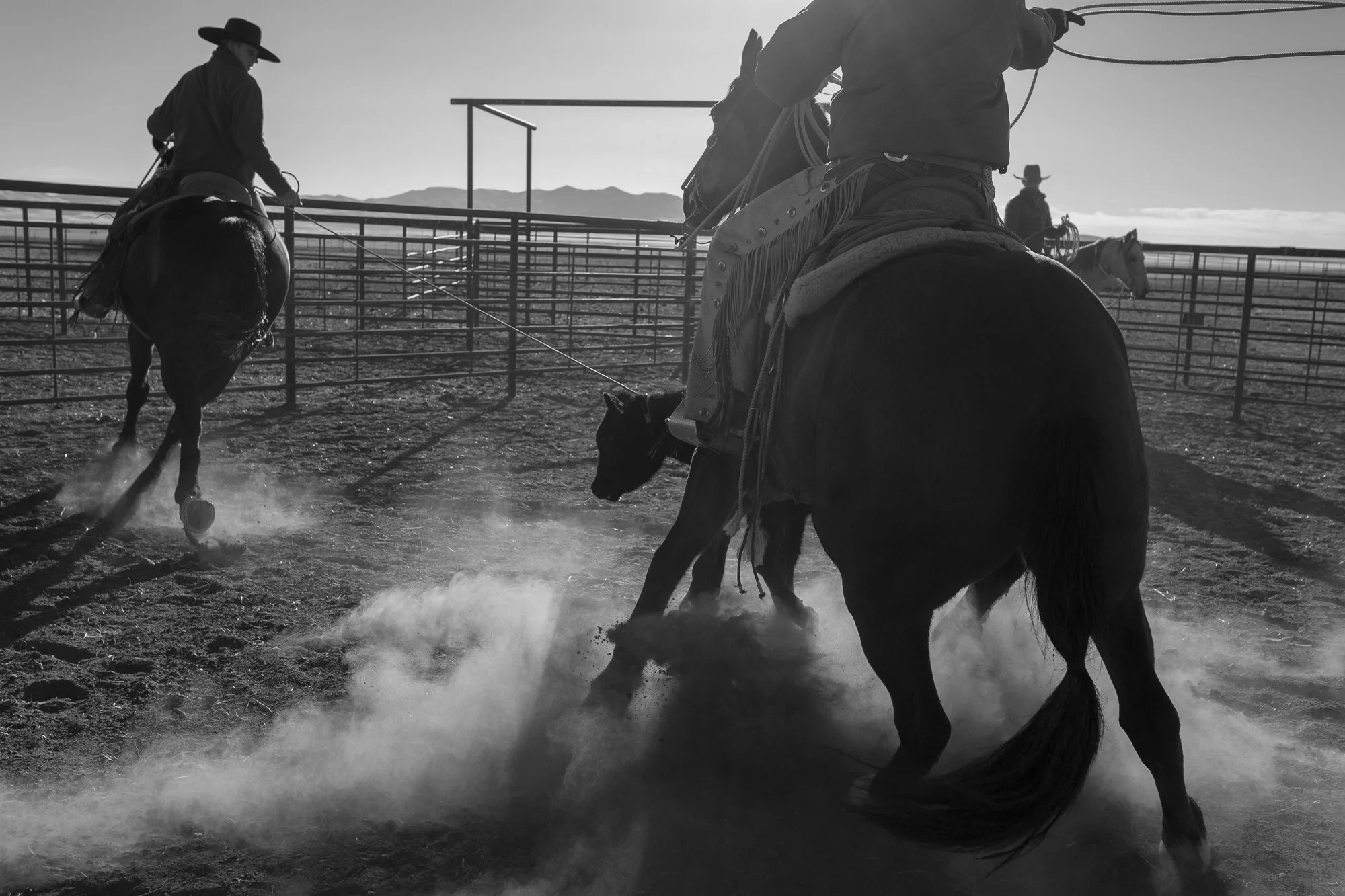 Cowboy roping cattle in dusty ranch pen at TS Ranch