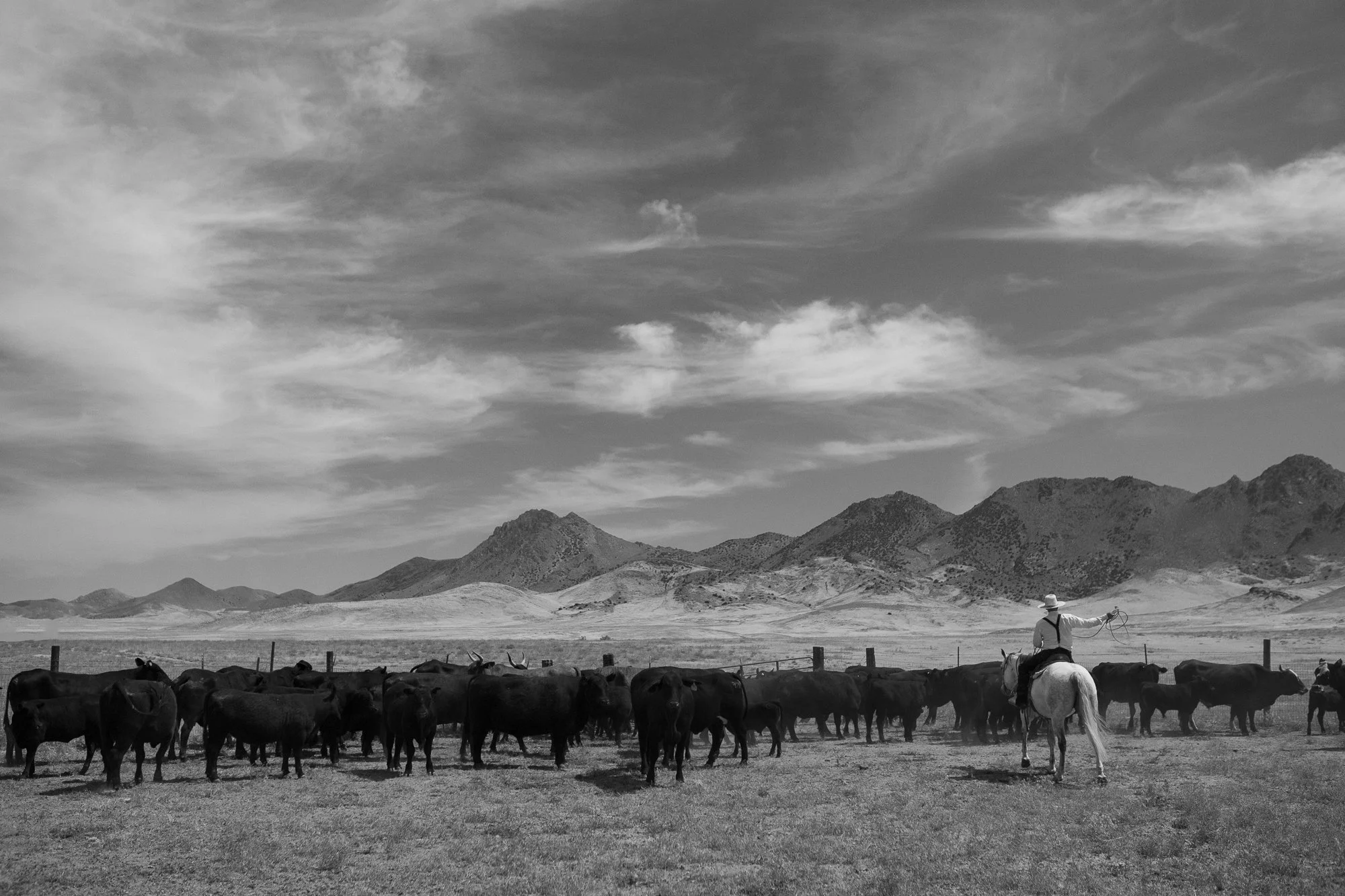 Cowboy riding horseback near cattle on open ranch land in the American West