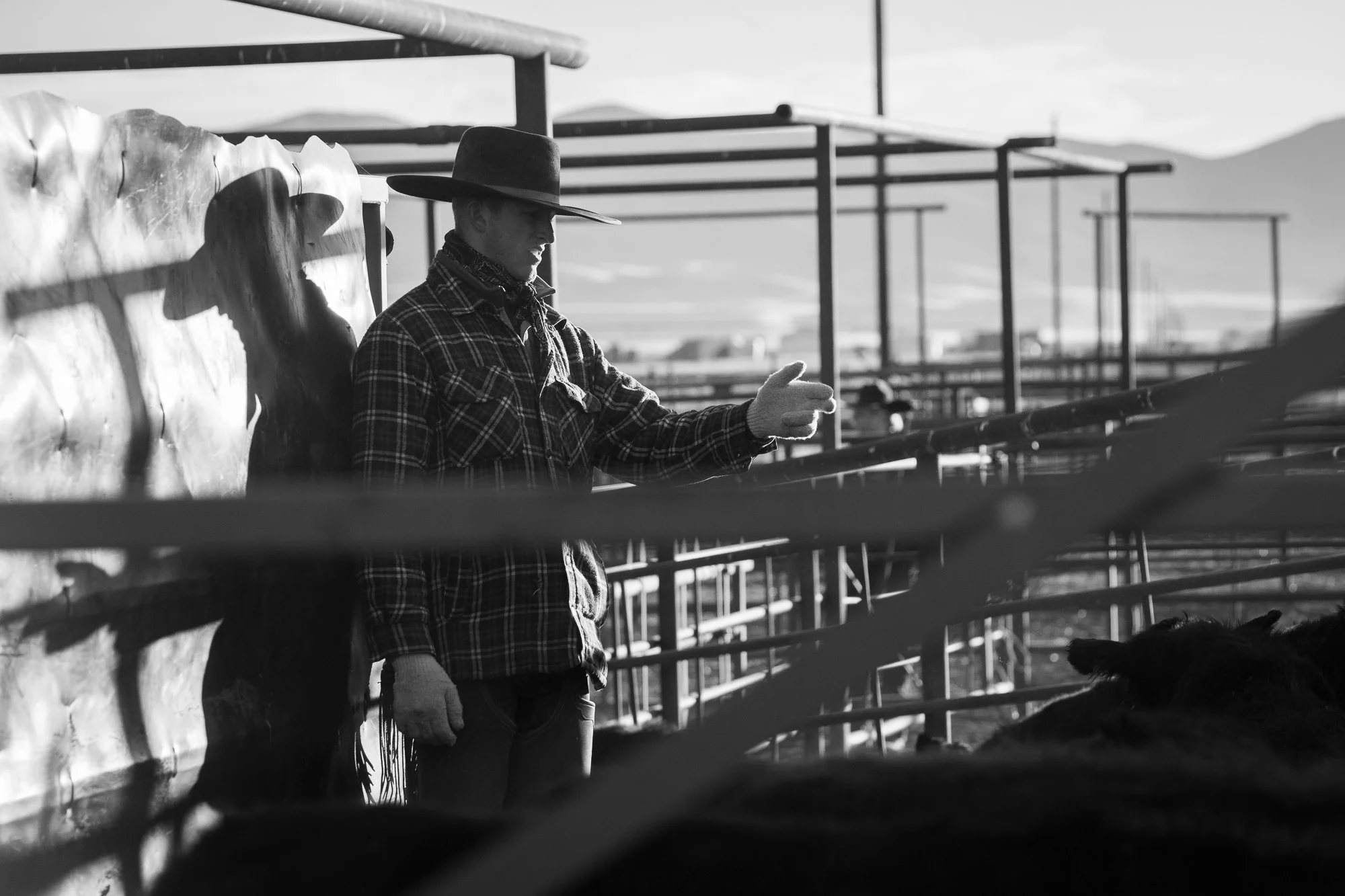 Buckaroo sorting cattle inside working pens at TS Ranch