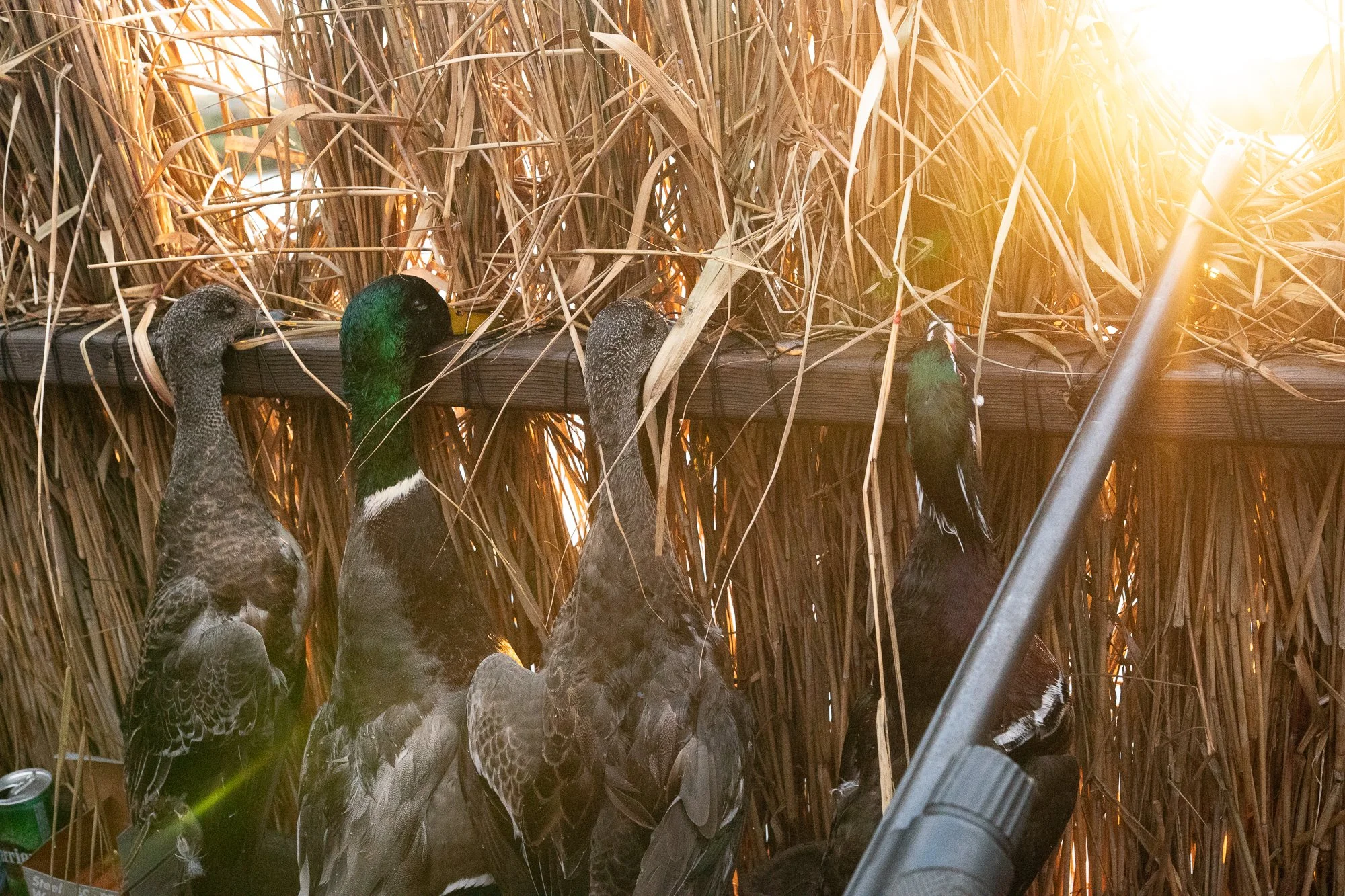 Harvested ducks hang along a marsh blind wall beside hunting gear during duck hunting season in Ontario