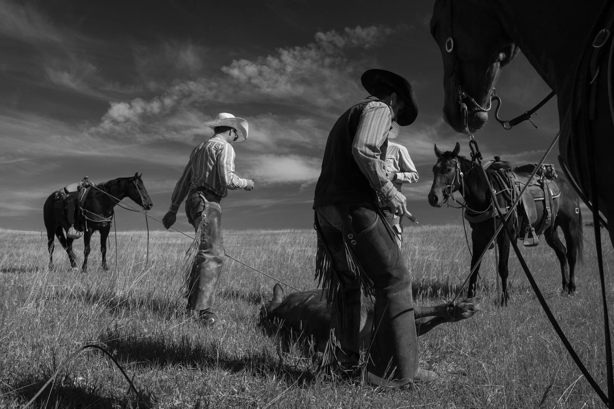 Cowboys work a restrained calf while horses stand nearby during branding at Silver Spur Ranch