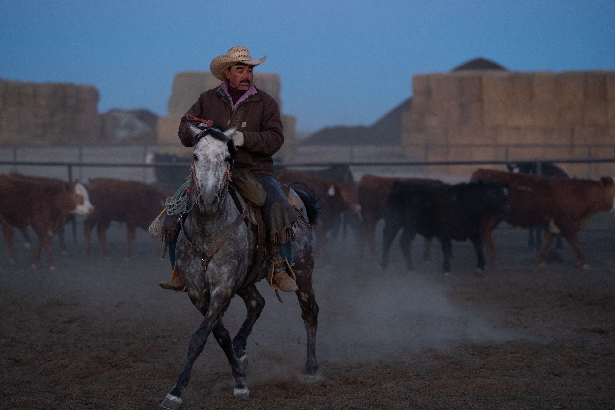 Pen rider rides a gray horse through cattle pens at Magnum Feedyard in Colorado