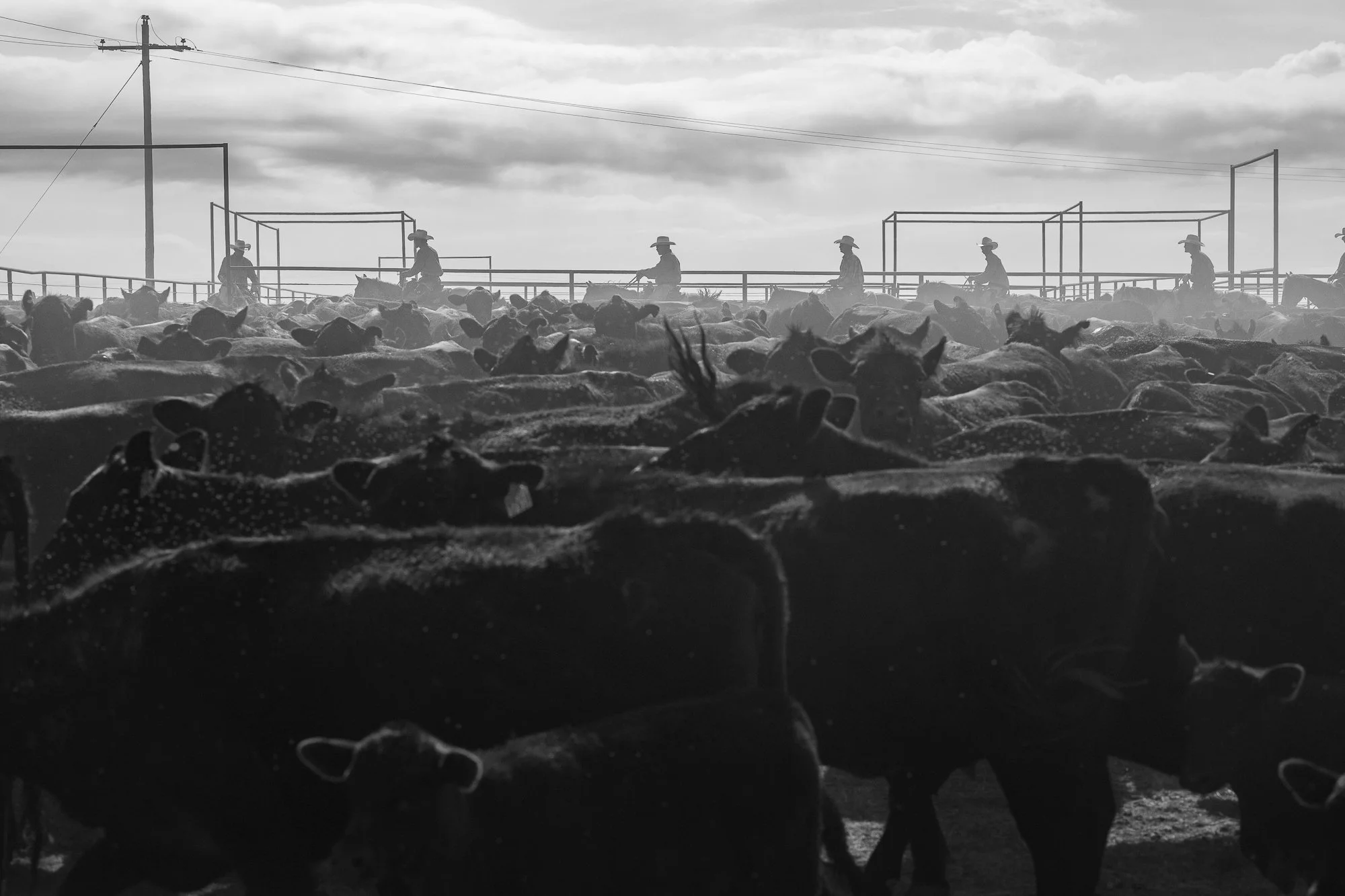 Silhouetted cowboys on horseback working cattle in dusty pens at the 6666 Ranch in Texas.