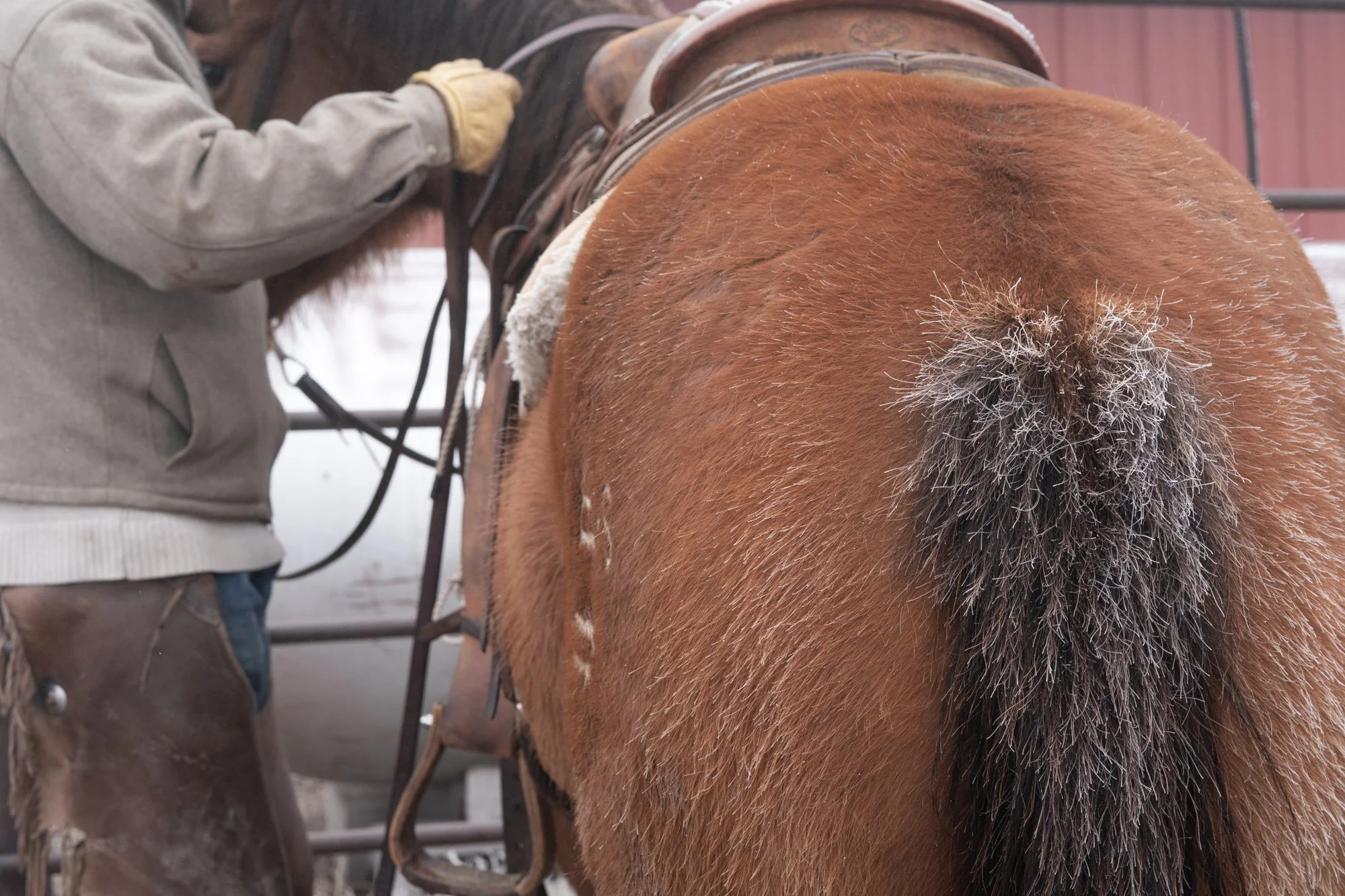 A cowboy adjusts tack on a horse with frost covering its winter coat