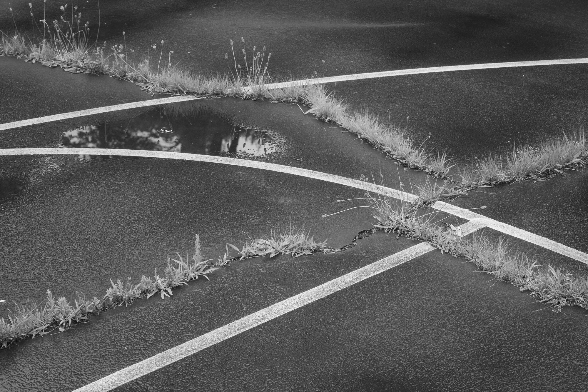 Photograph of weeds growing through the cracks of an old basketball court