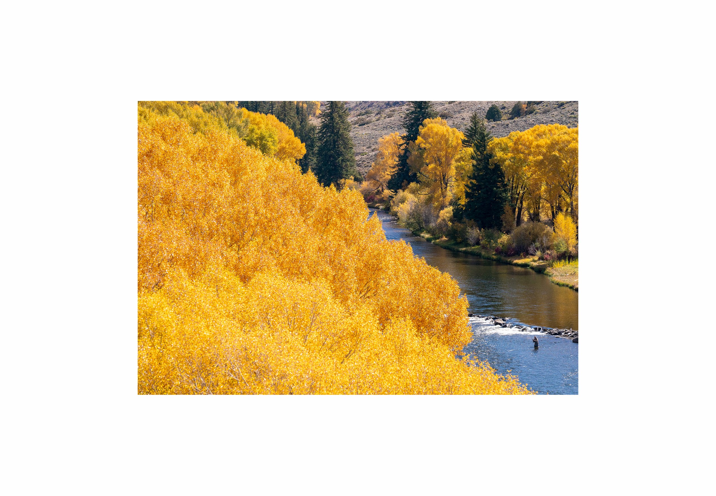 Fine art photography print of a fly fisherman on the Colorado River surrounded by fall foliage