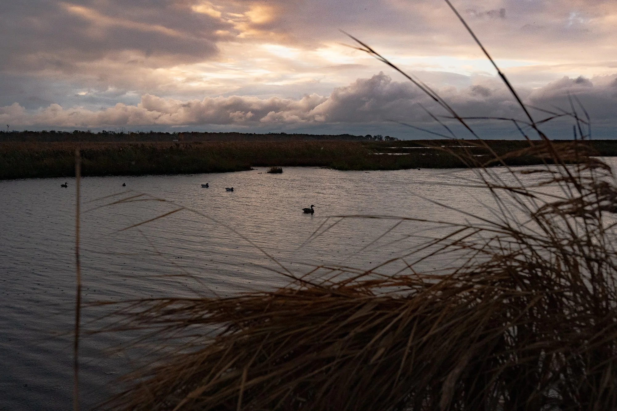 Waterfowl decoys float across marsh water beneath stormy skies in Ontario