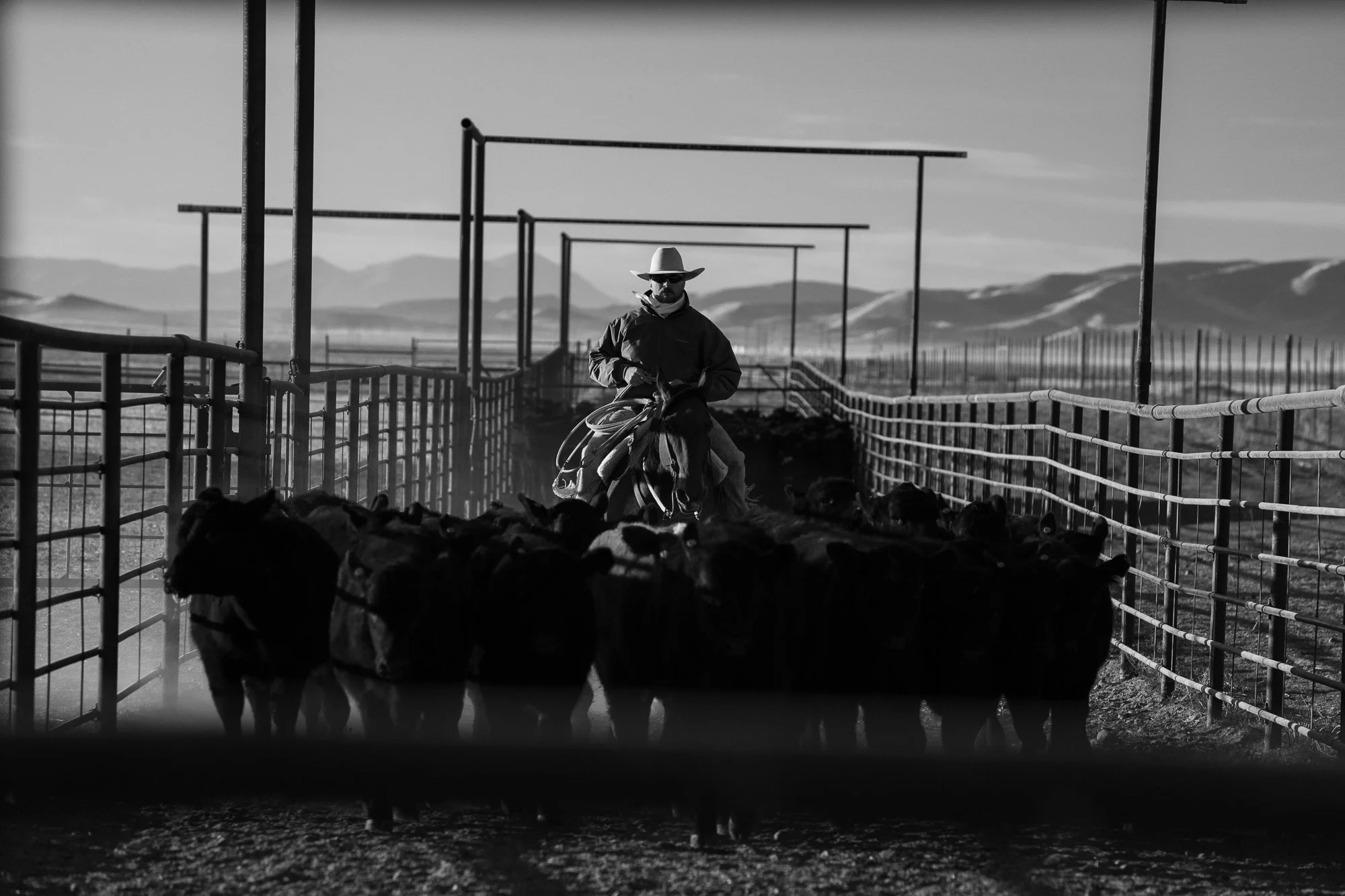 Cowboy pushing cattle through narrow alley in ranch pens at TS Ranch
