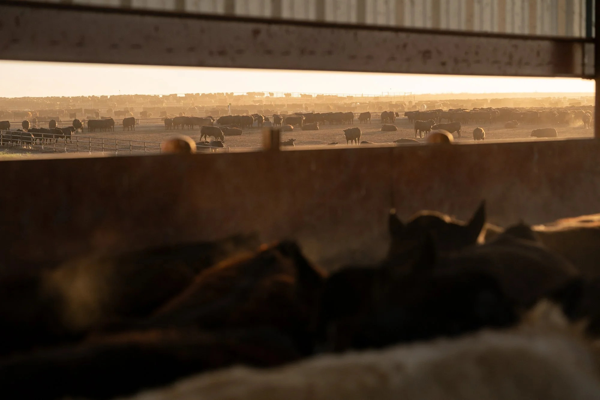 View across cattle pens at Magnum Feedyard in Colorado during the early morning