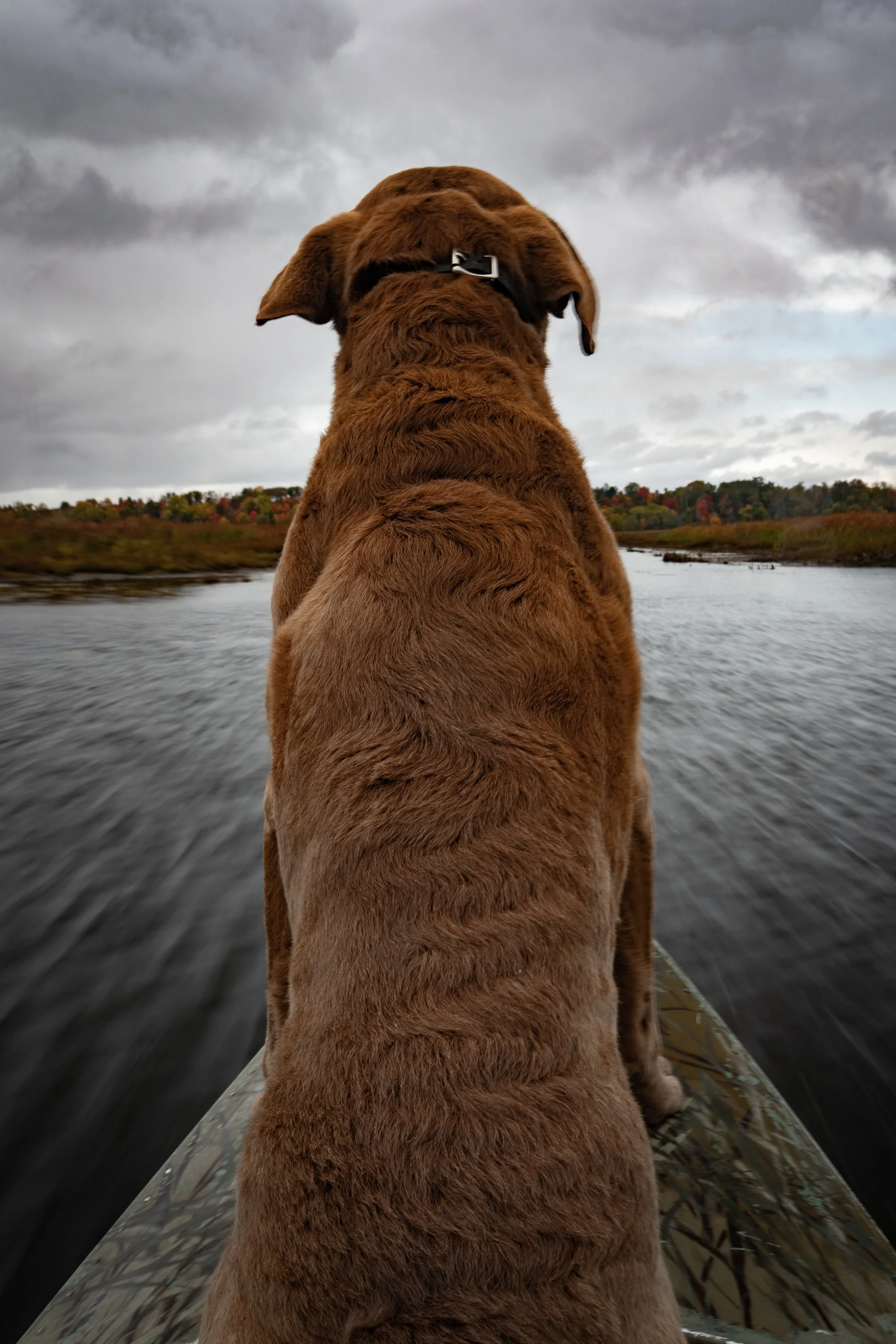 A duck hunting retriever sits at the bow of a boat moving through marsh water under storm clouds in Ontario